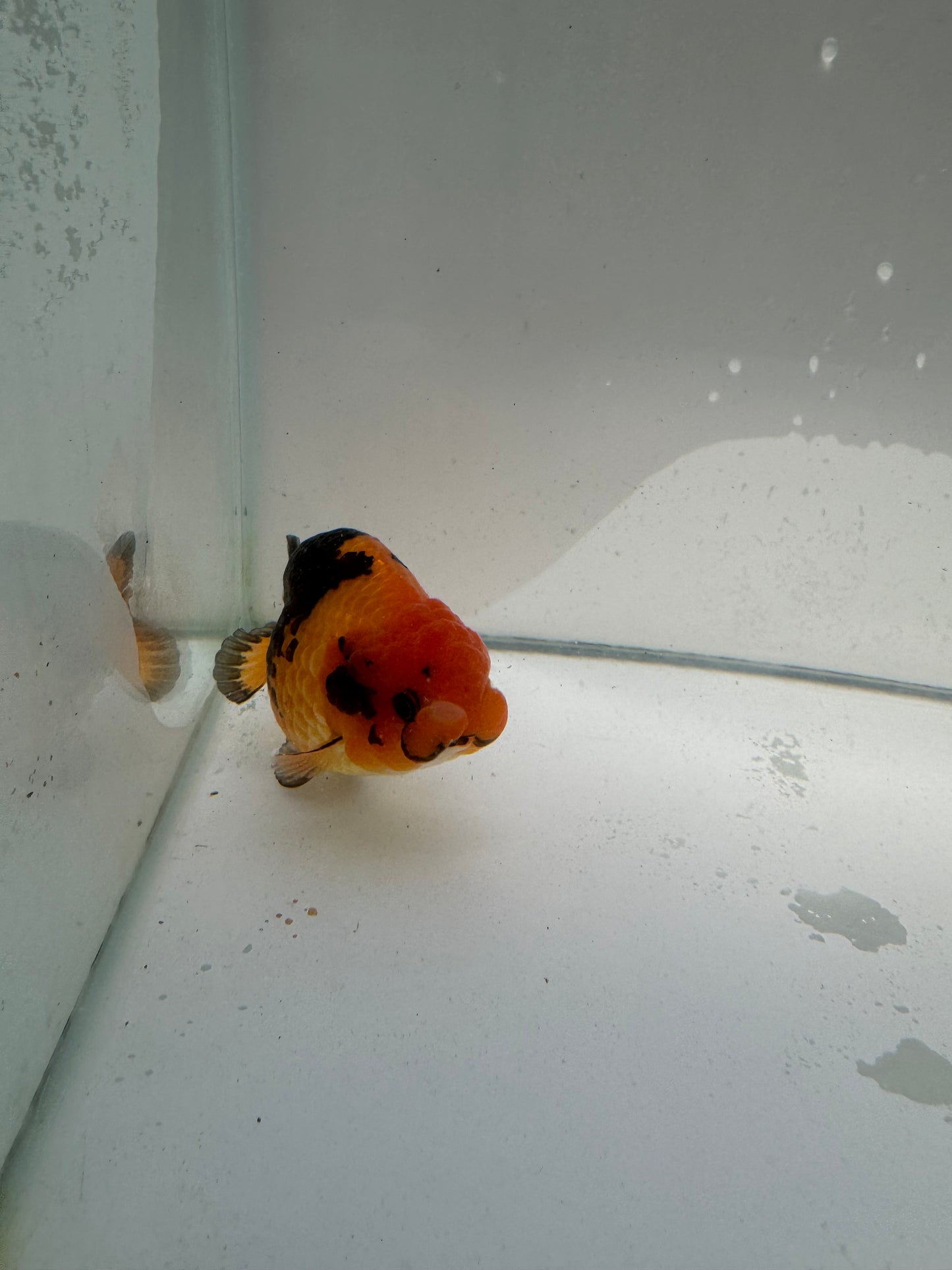 Apache Ranchu.  WVF035