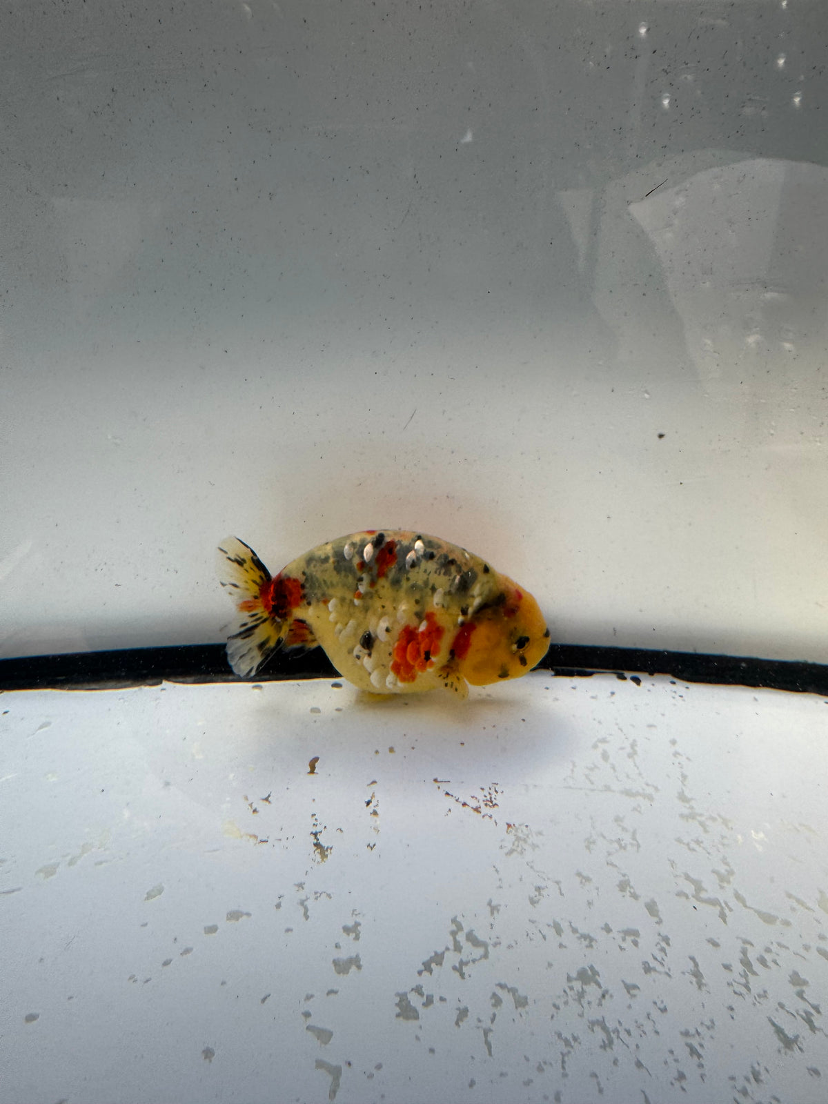Calico Ranchu. WVF1187