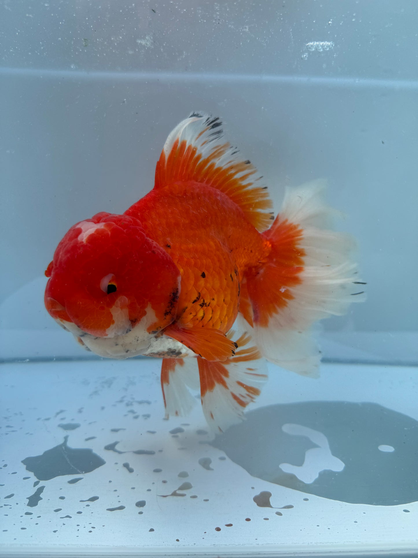 Red&White Oranda. WVF058