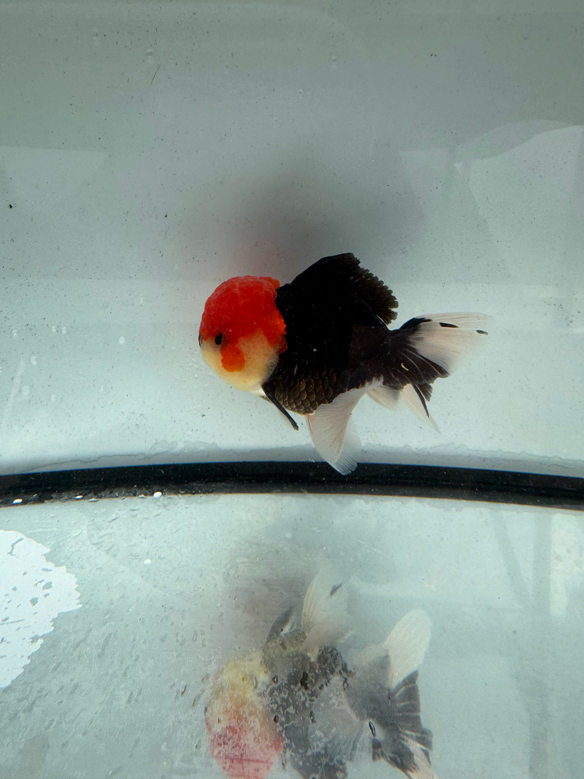 Redhead black Oranda. WVF1164