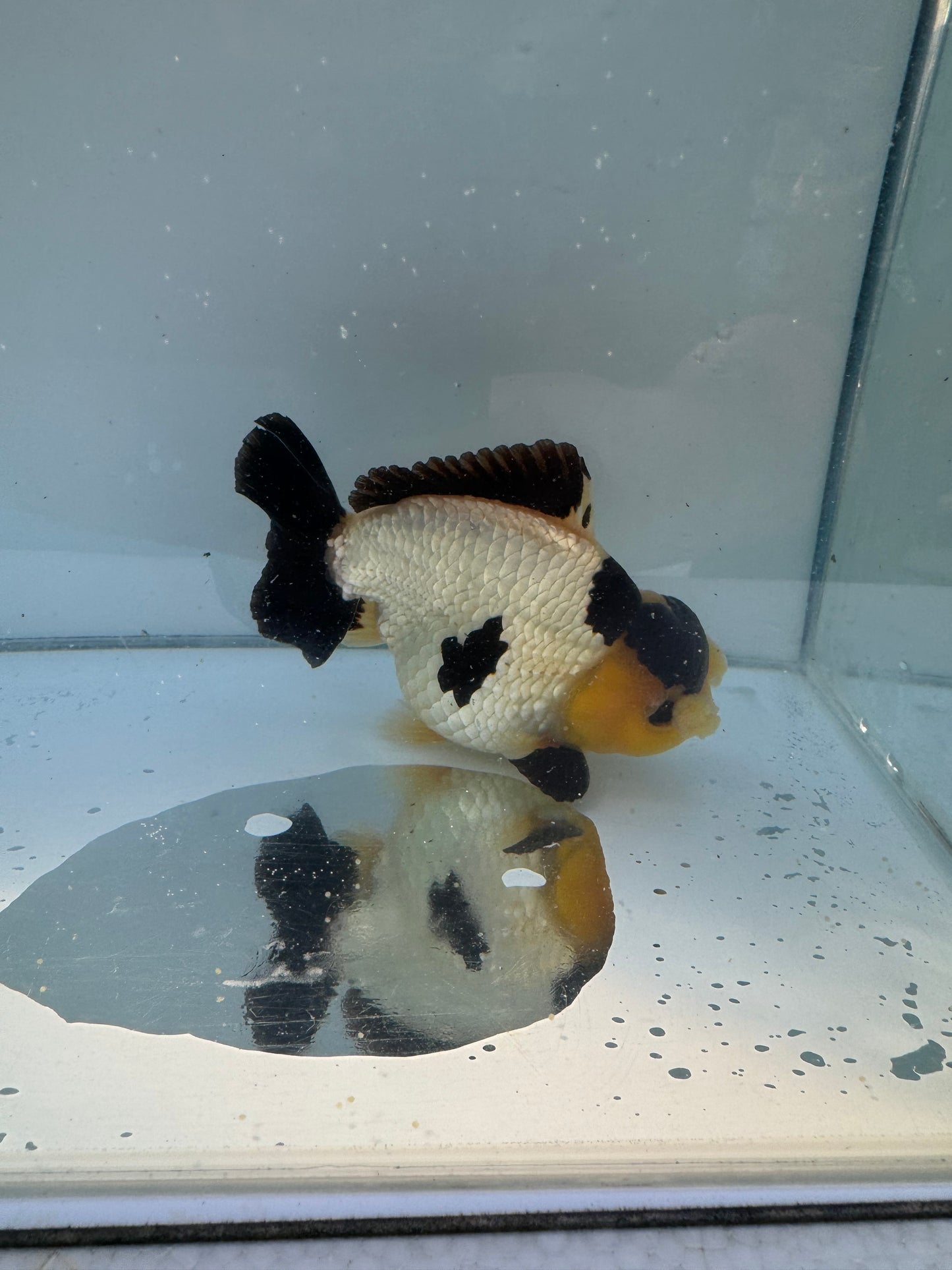 Short Tail Pom Pom panda Oranda. WVF063