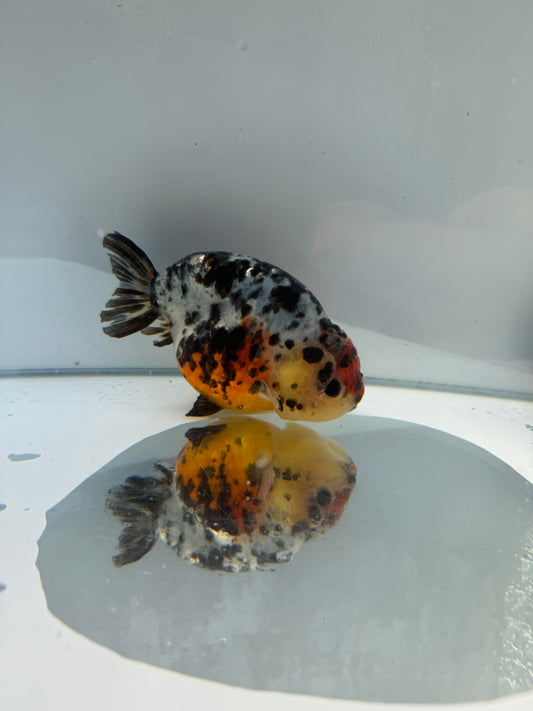 Calico Ranchu.  WVF156