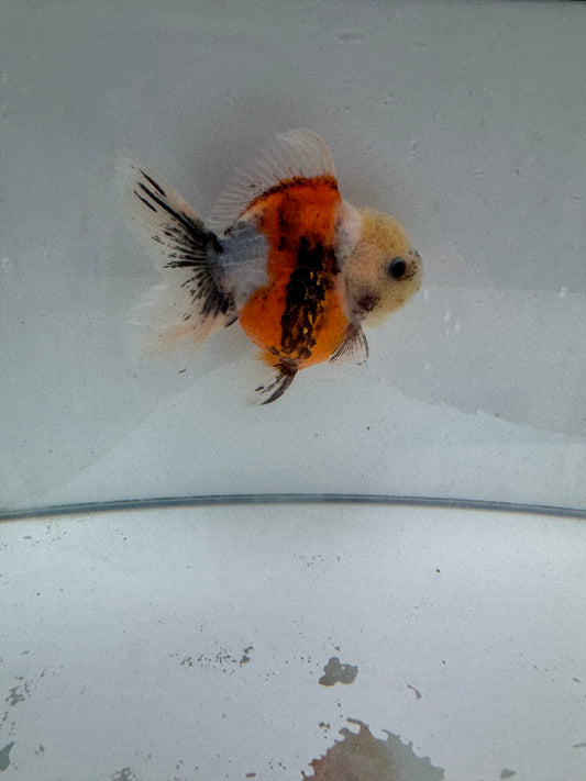 Calico Oranda.  WVF078