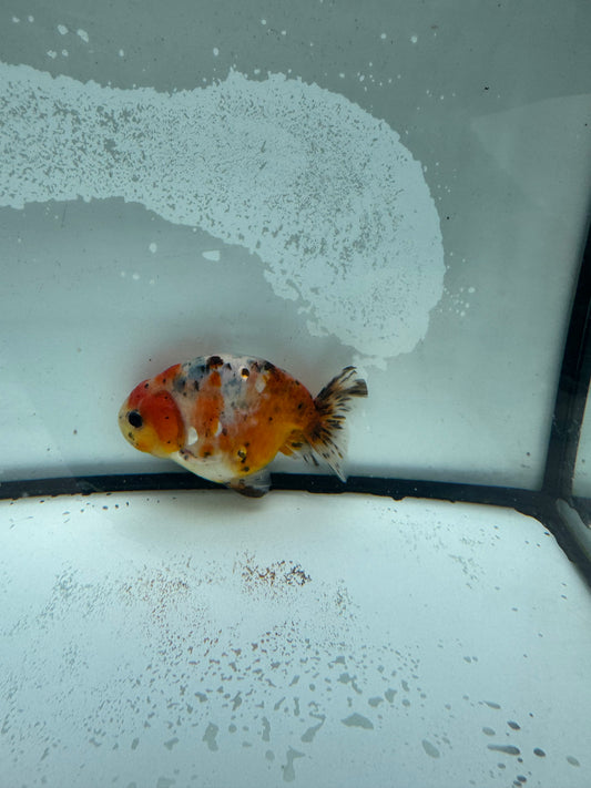 Calico Ranchu.  WVF950