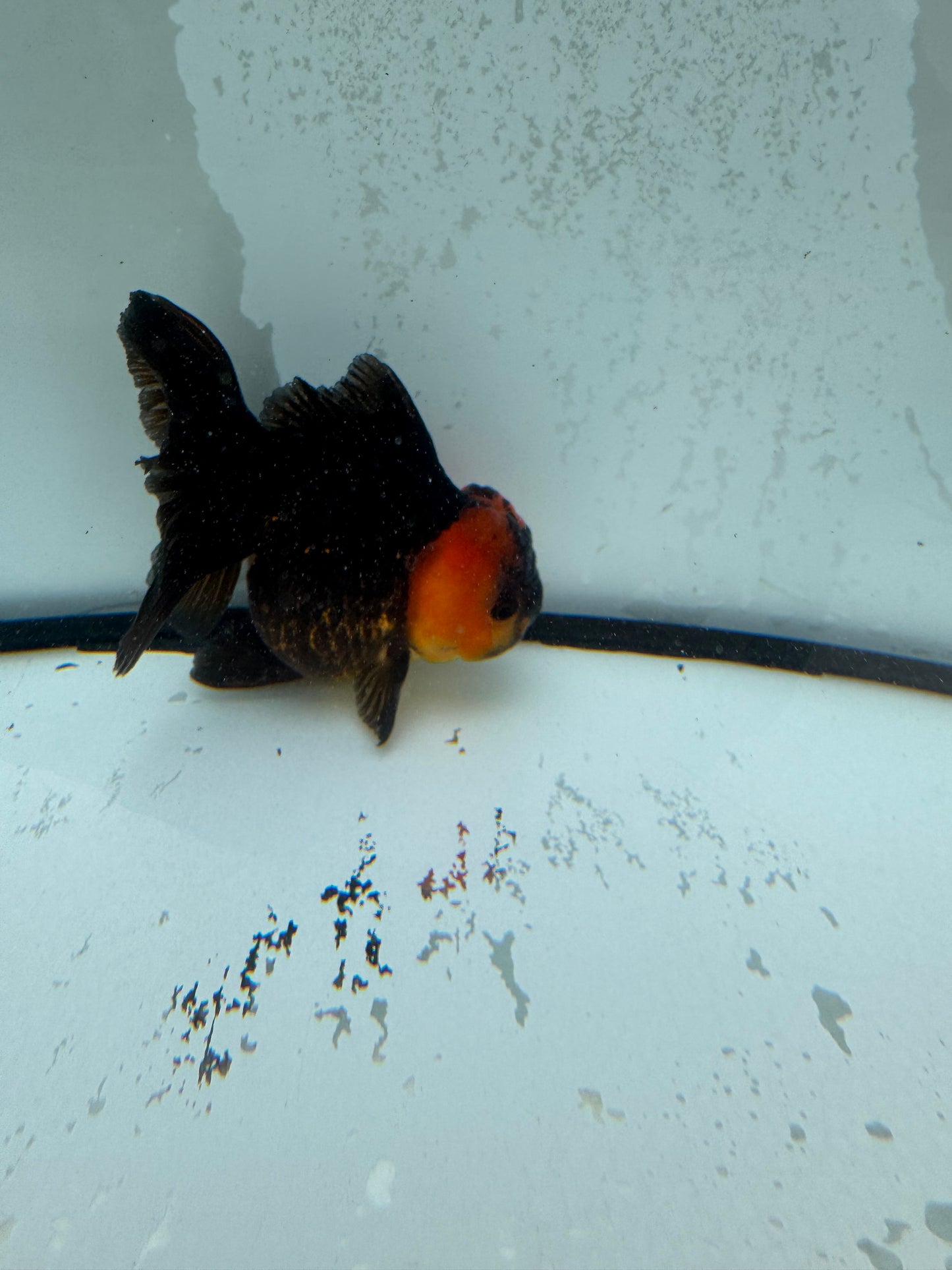 Red head black Oranda.  WVF1122