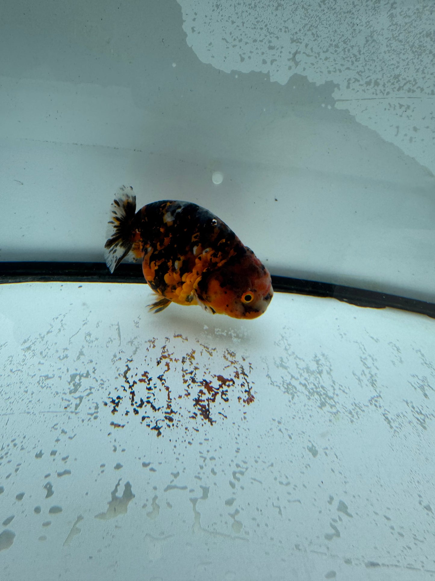 Calico Ranchu. WVF977
