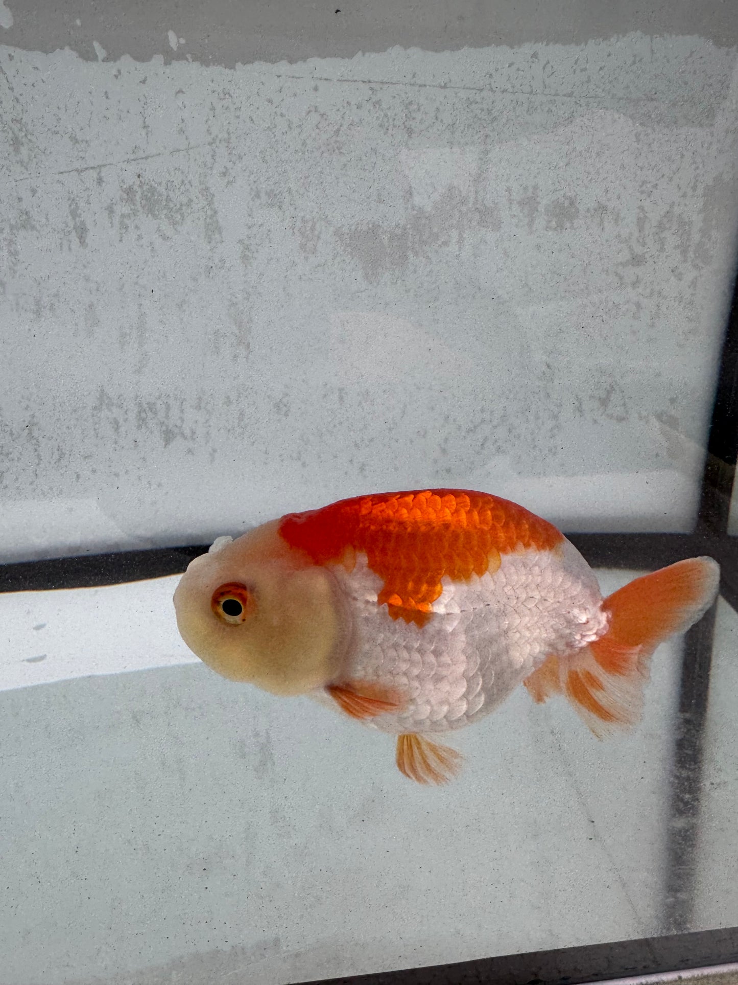 Red&white Ranchu WVF501