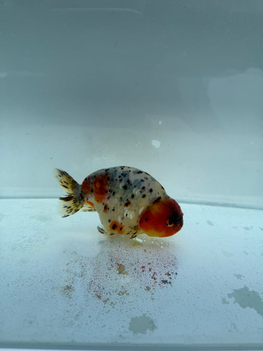 Calico Ranchu. WVF314