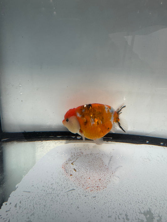 Calico Ranchu. WVF1077