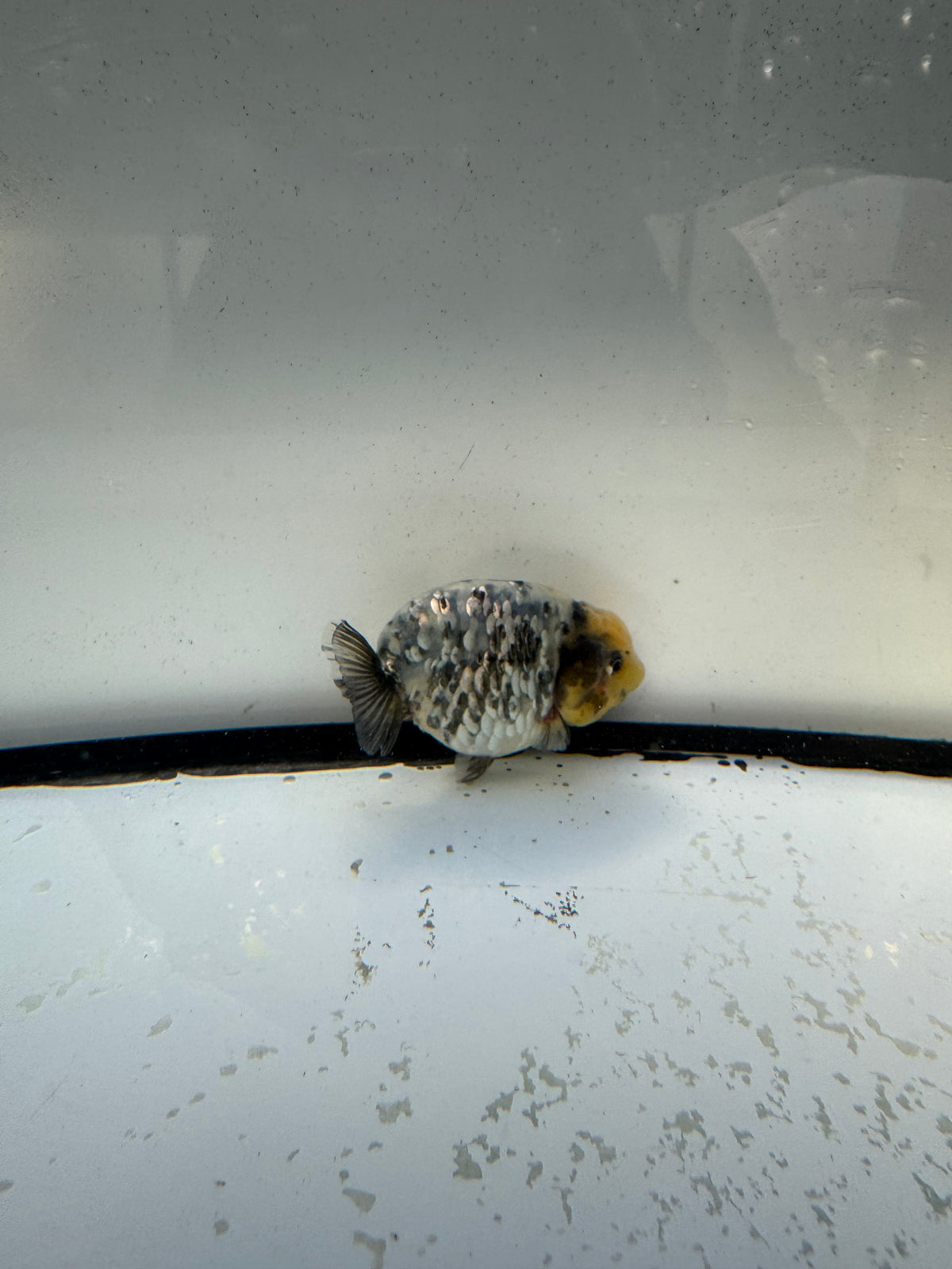 White Tiger Ranchu. WVF1185
