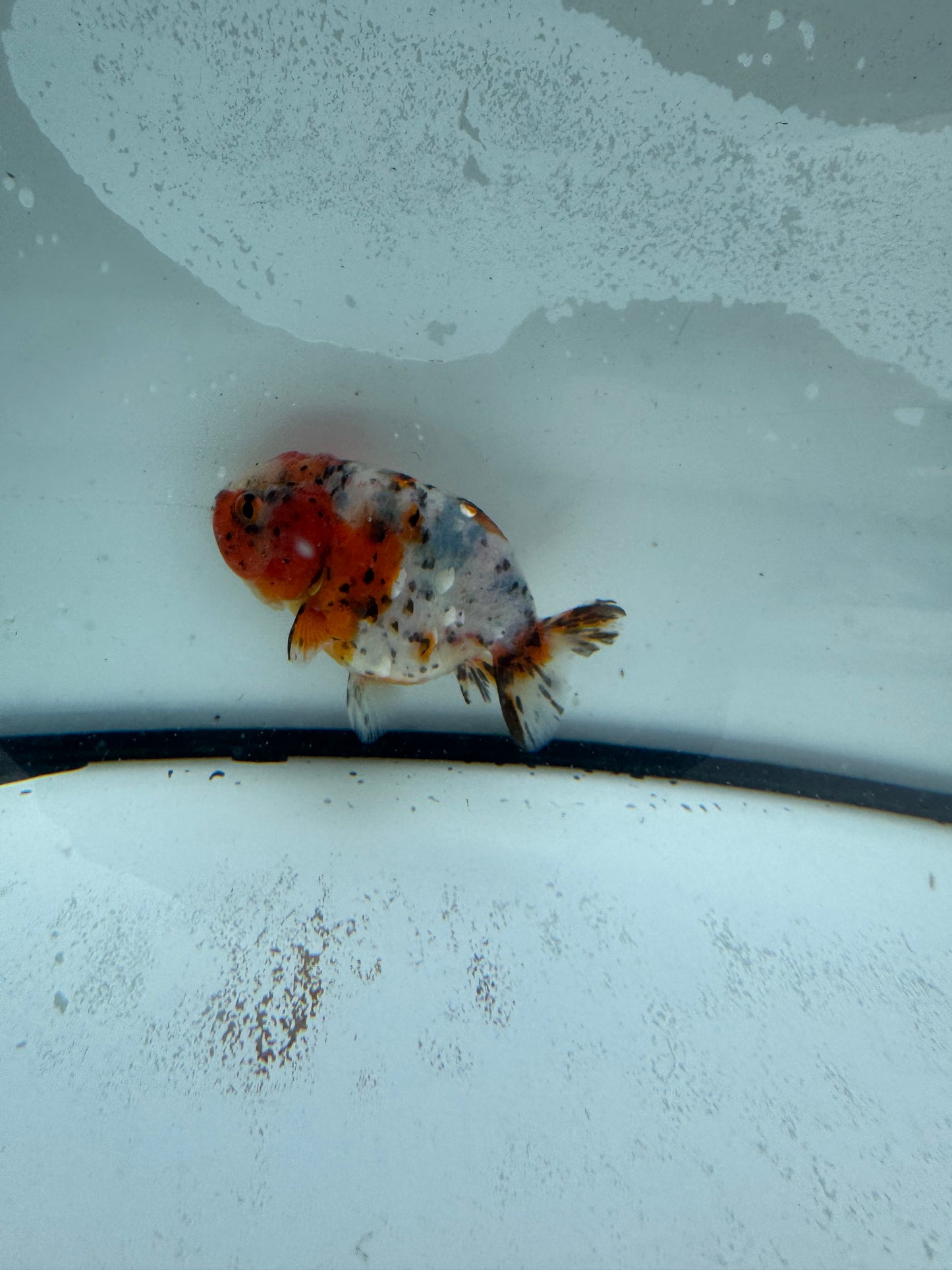 Calico Ranchu. WVF953