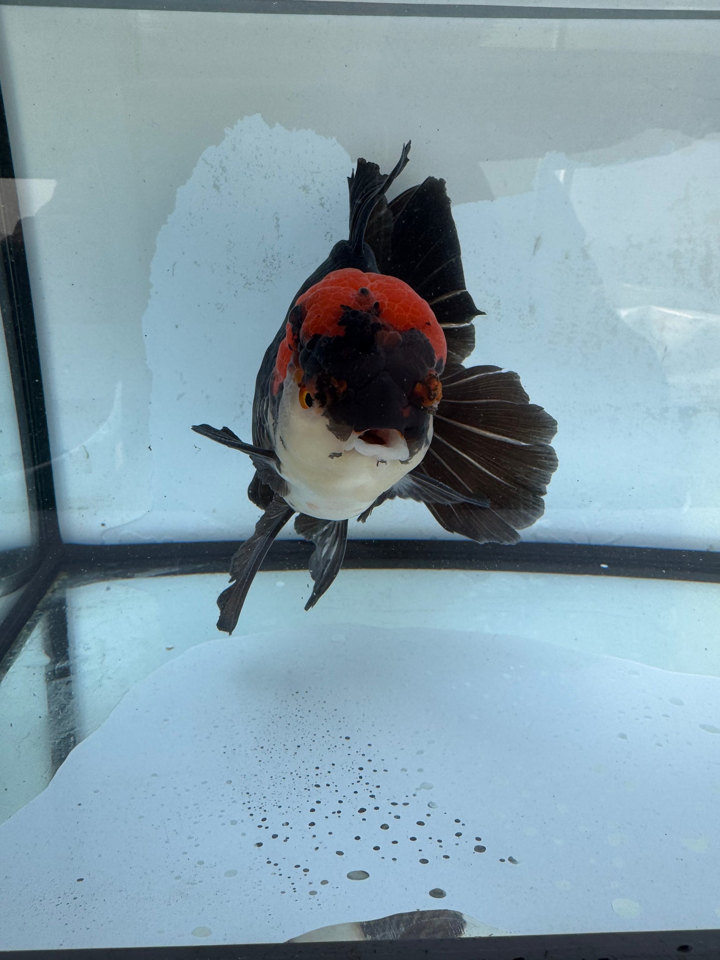 Tricolour Oranda. WVF412