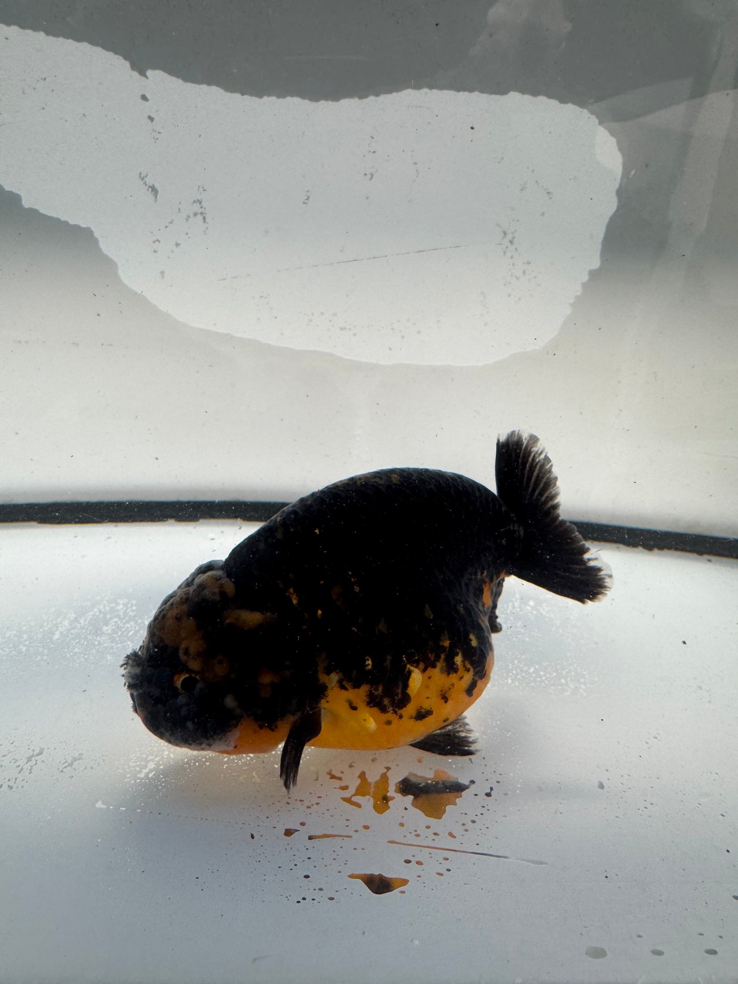 Kirin Ranchu. WVF1039