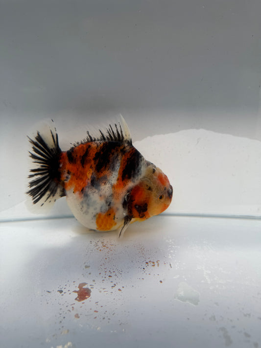 Calico Oranda direct from Meng Lee. WVF213