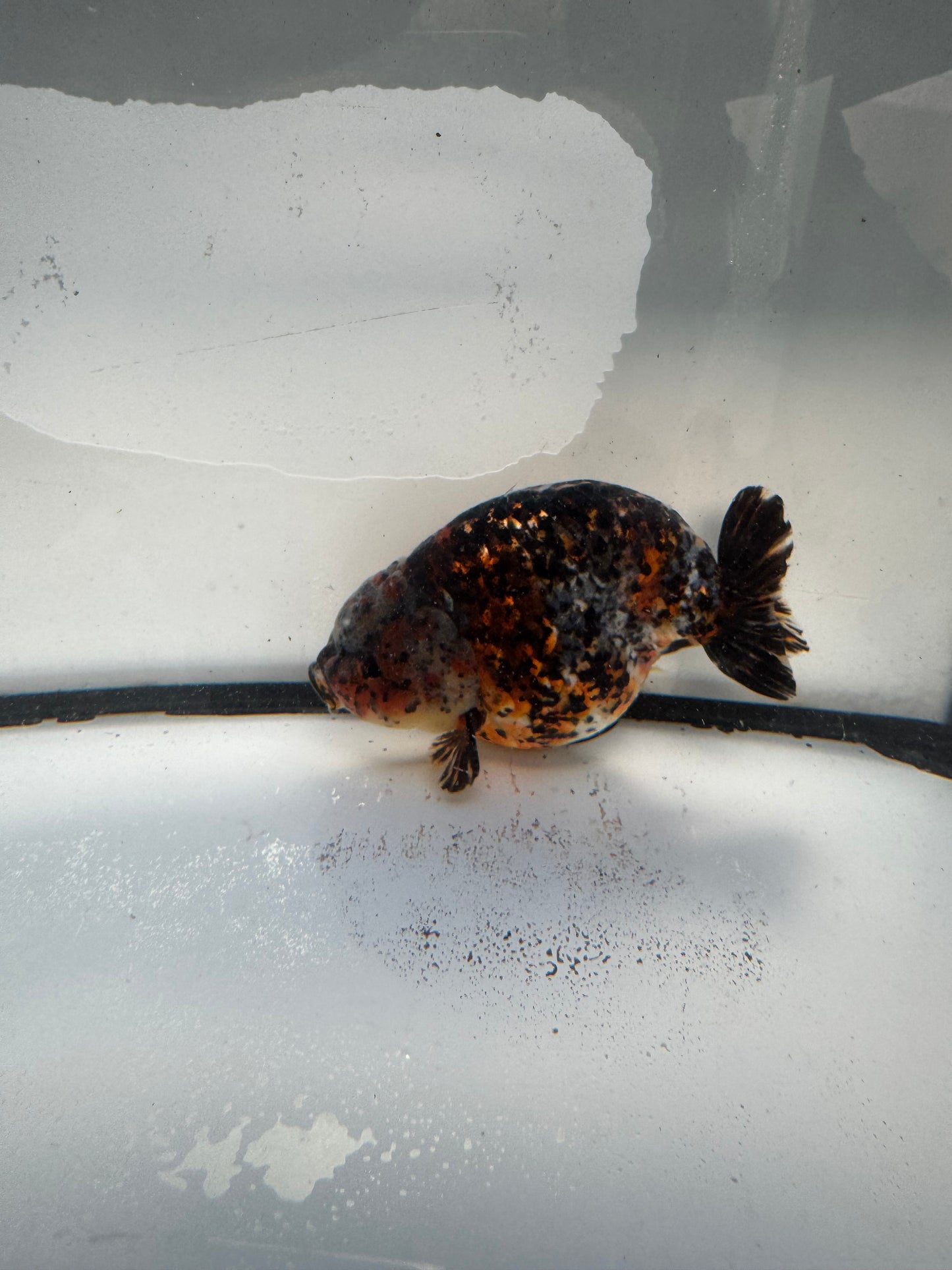 Calico Ranchu.  WVF1037