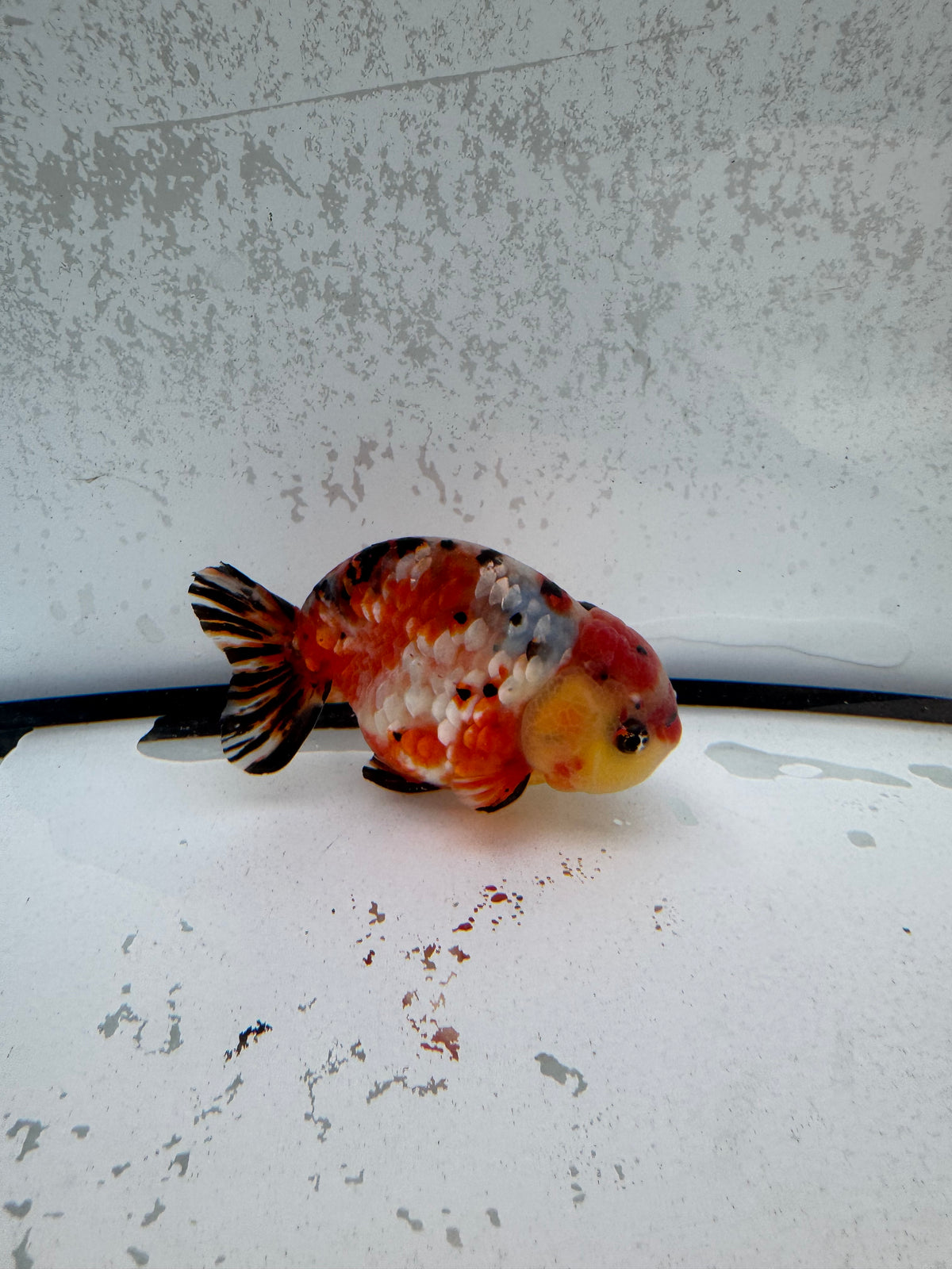 Calico Ranchu. WVF1255