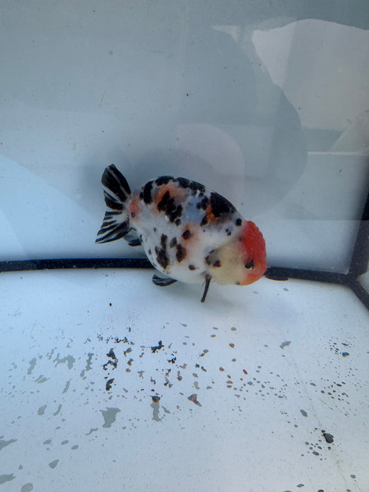 Calico Ranchu. WVF614