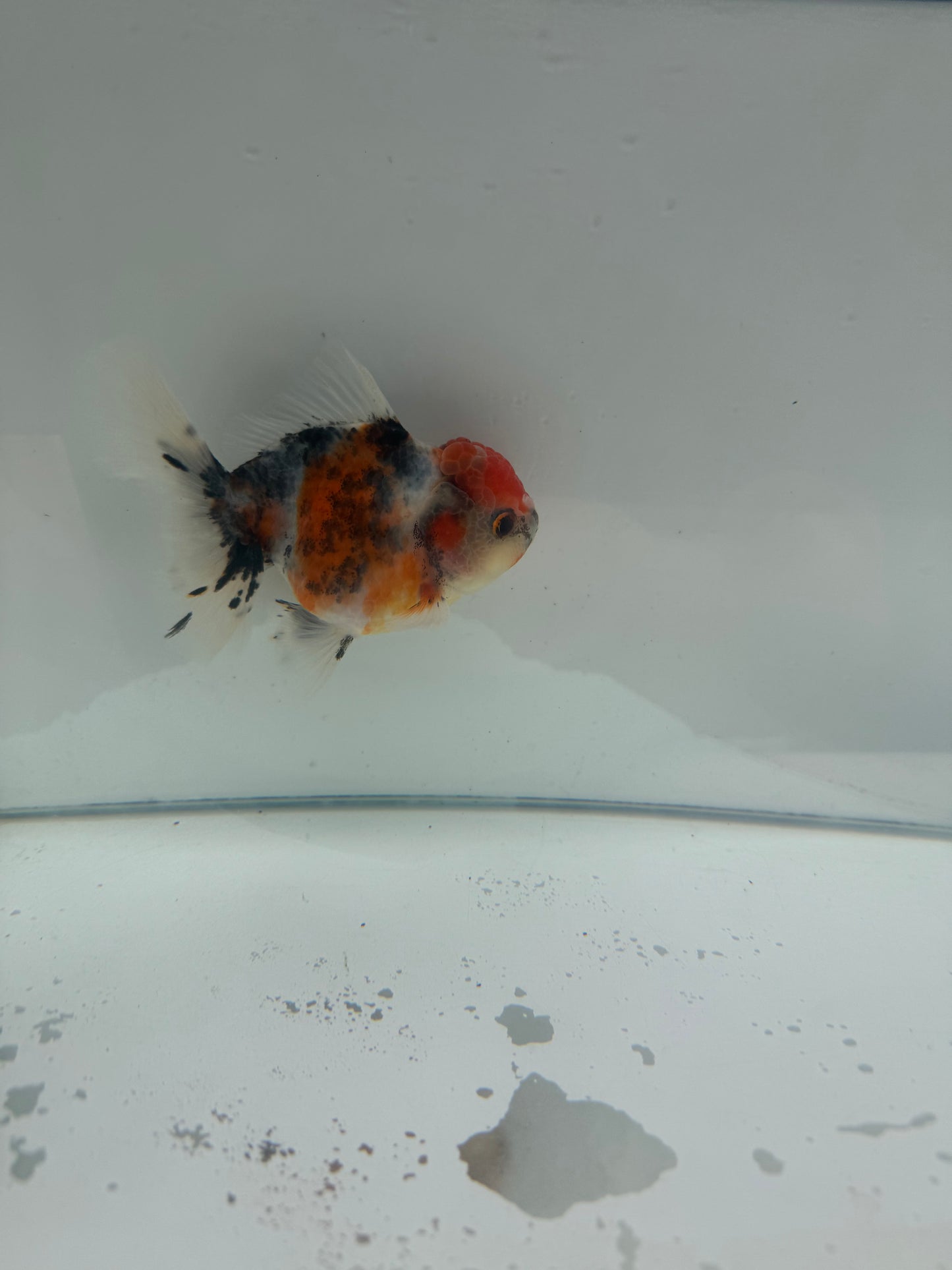 Calico Oranda. WVF075