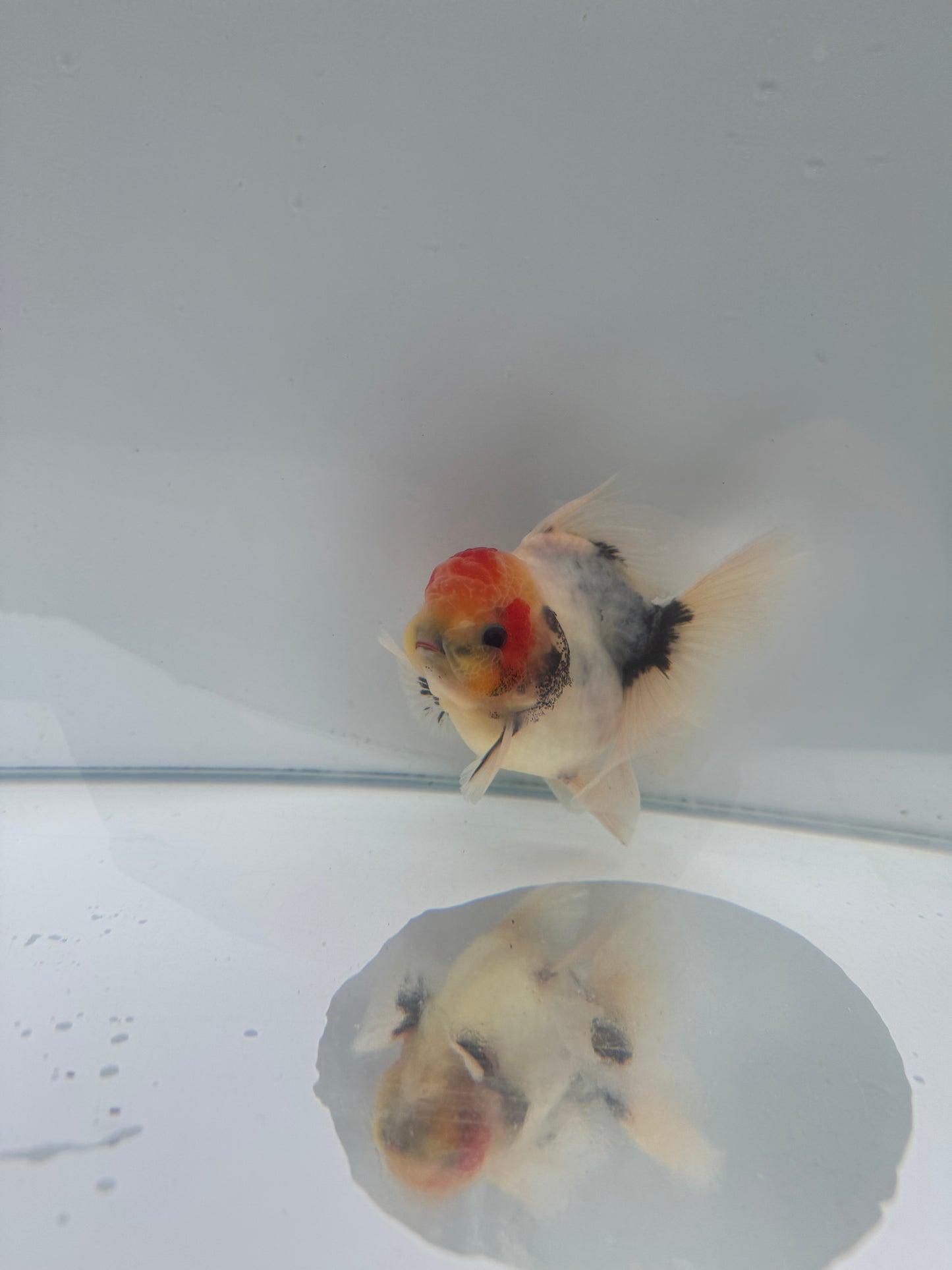 Calico Oranda.  WVF077