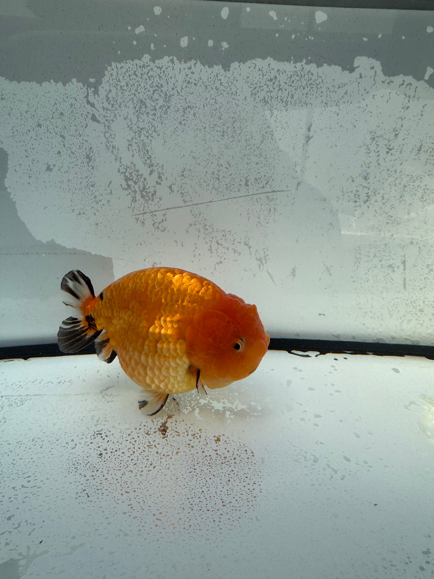 Sakura Ranchu. WVF746