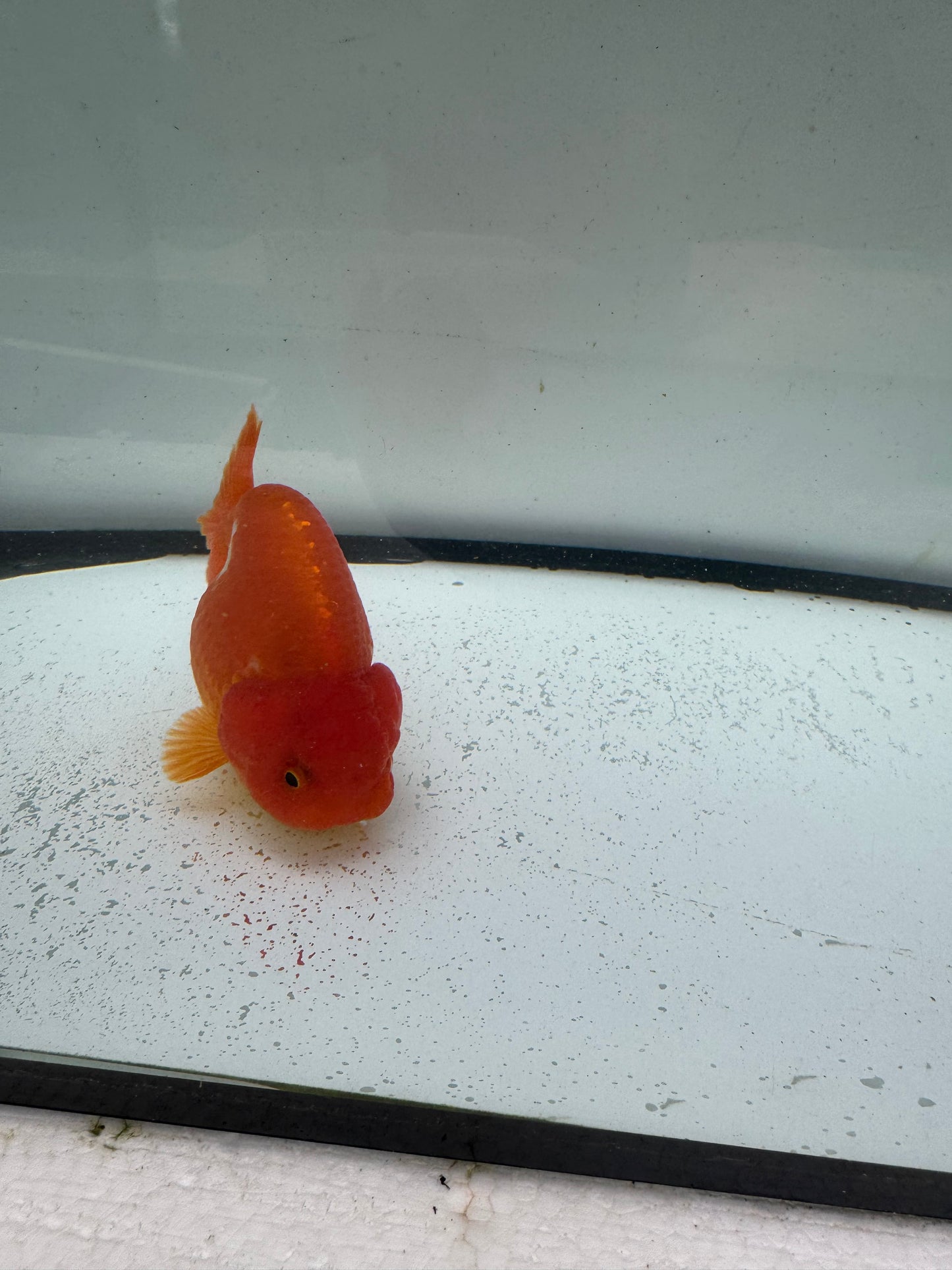 Red&white Ranchu. WVF992