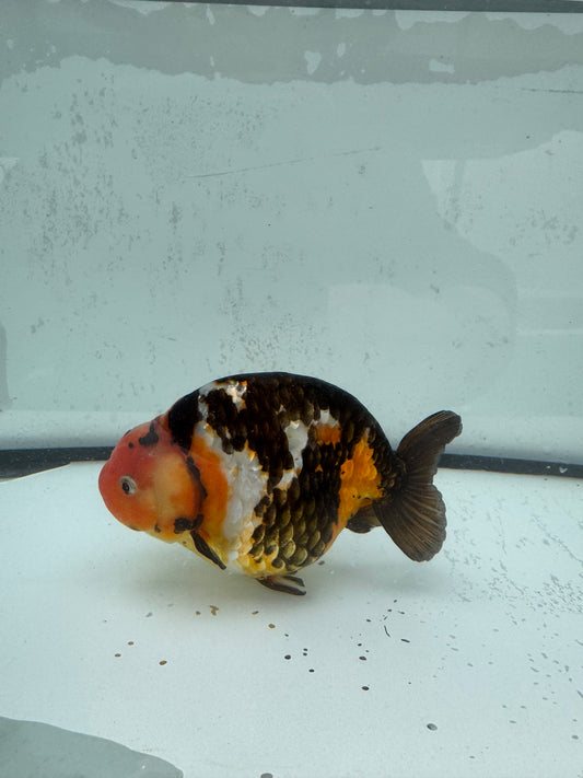 Cow calico Ranchu. WVF486