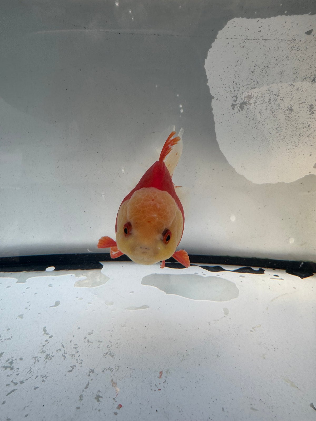Red&white Oranda.  WVF1245