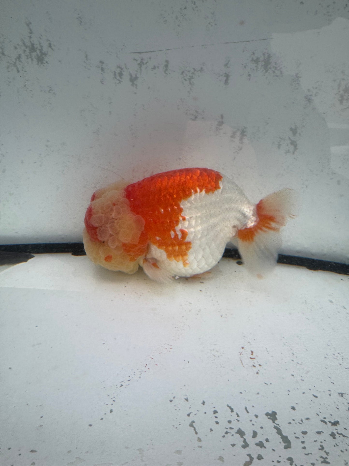Red&white Ranchu. WVF595