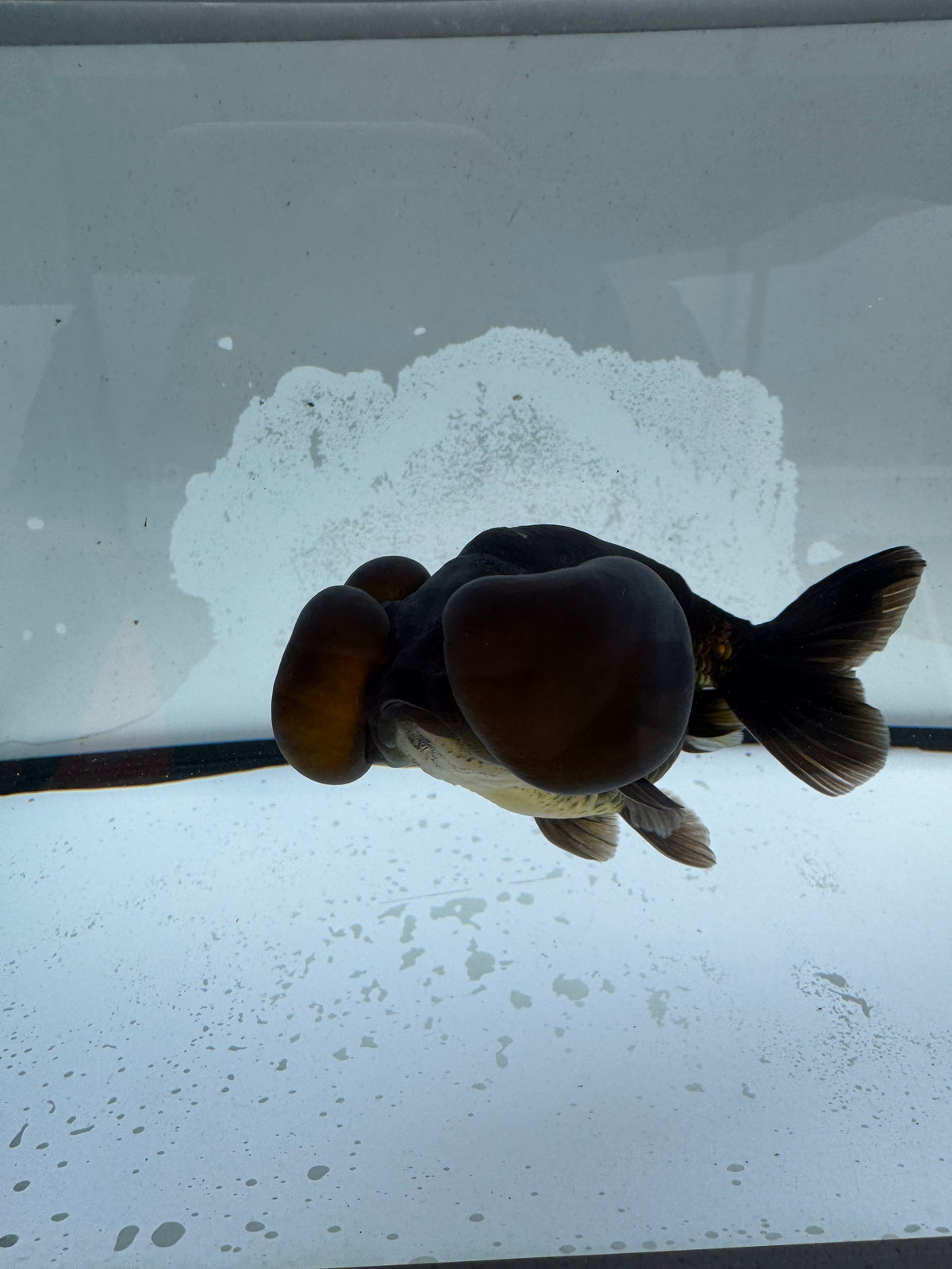 Black/bronze bubble eye.  WVF1176