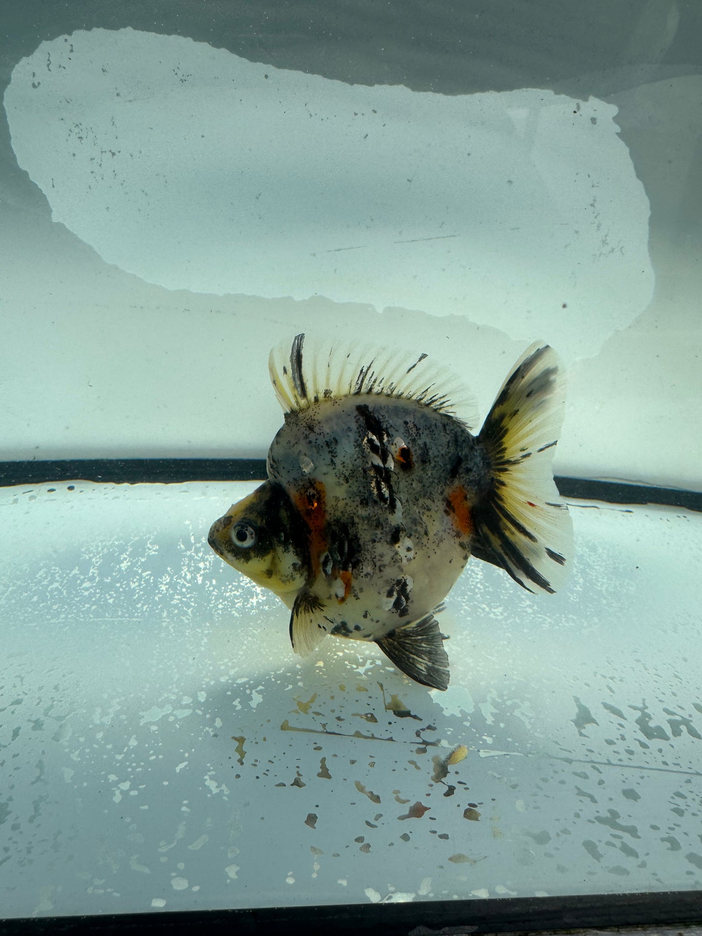 Calico Ryukin. WVF1026