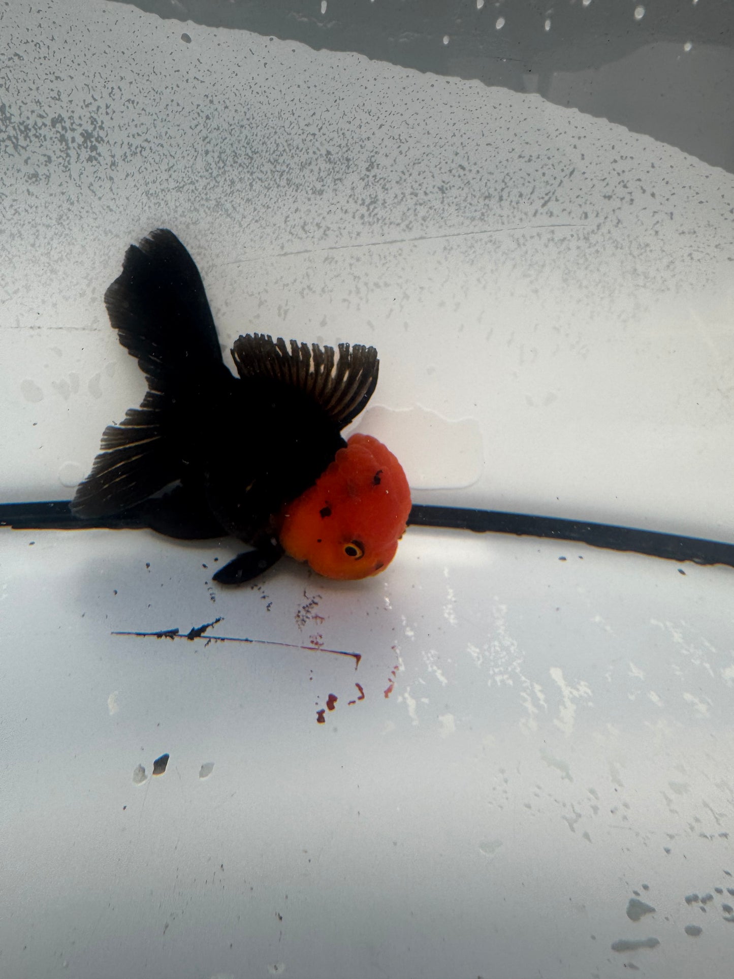 Redhead black Oranda. WVF902