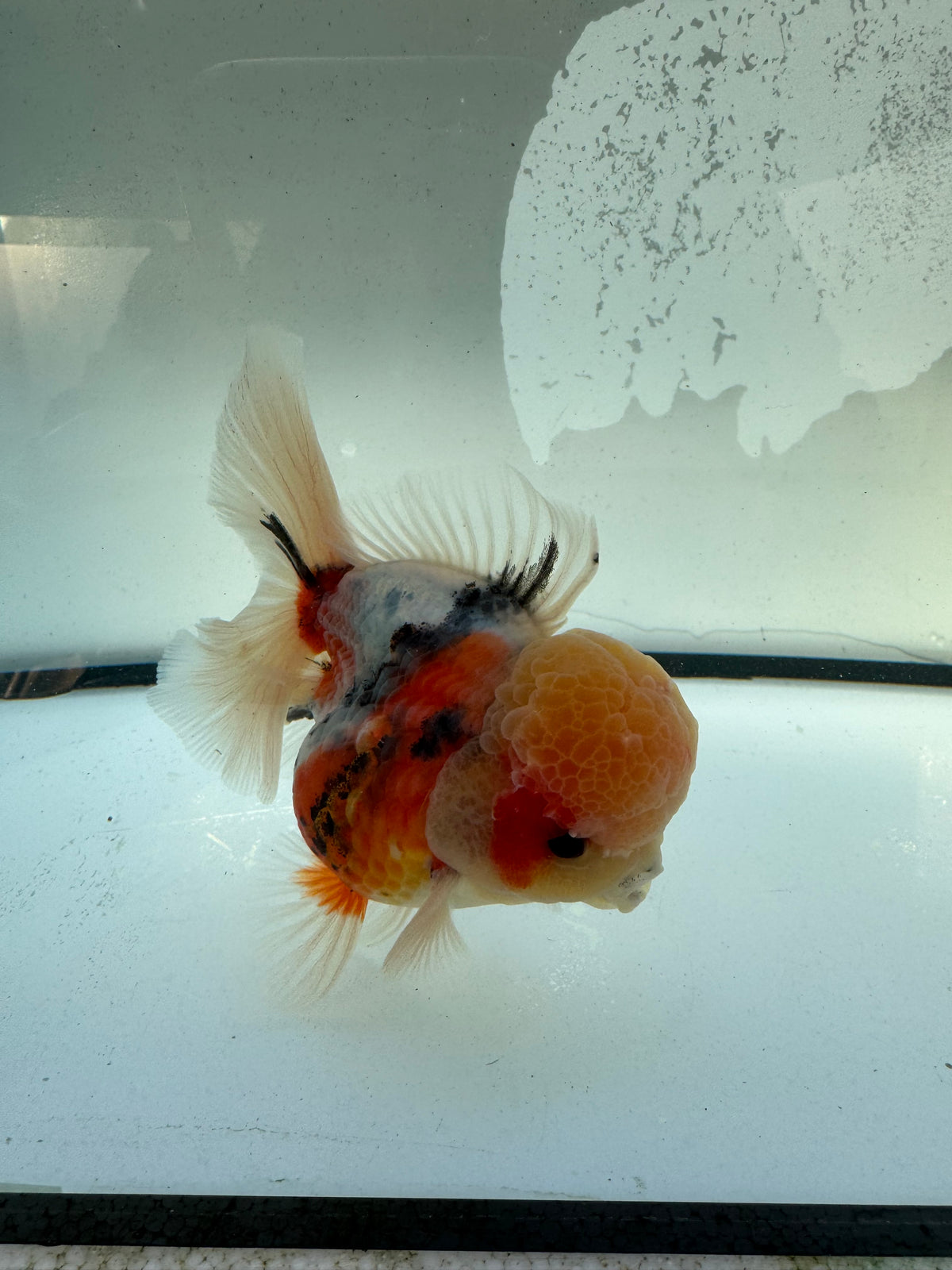 Calico Oranda. WVF1214
