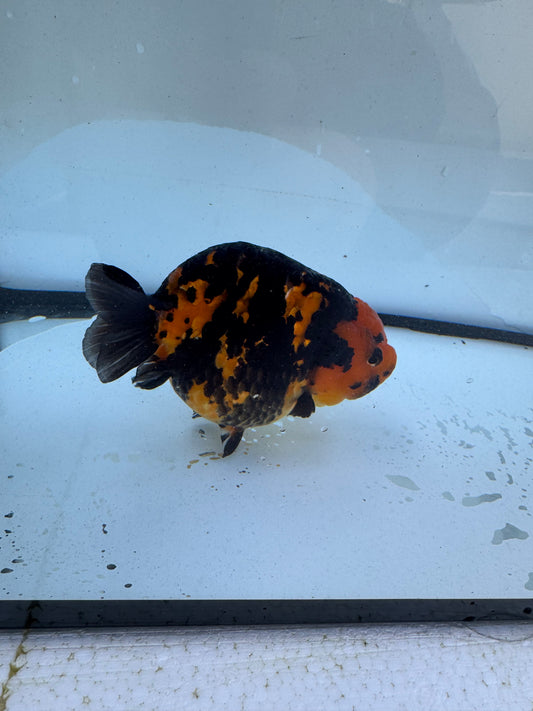 Red Tiger Ranchu. WVF606