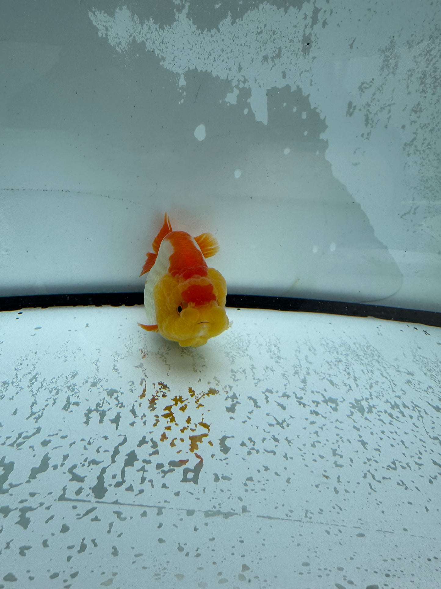 Red&white Ranchu. WVF1005