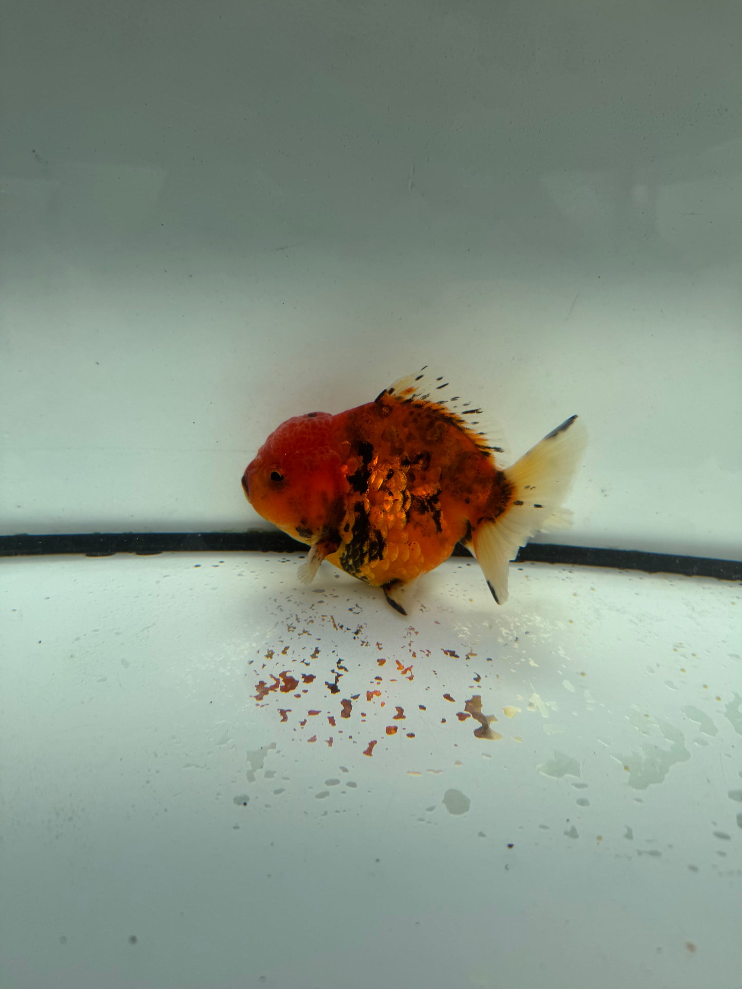 Red tiger short tail Oranda. WVF1051