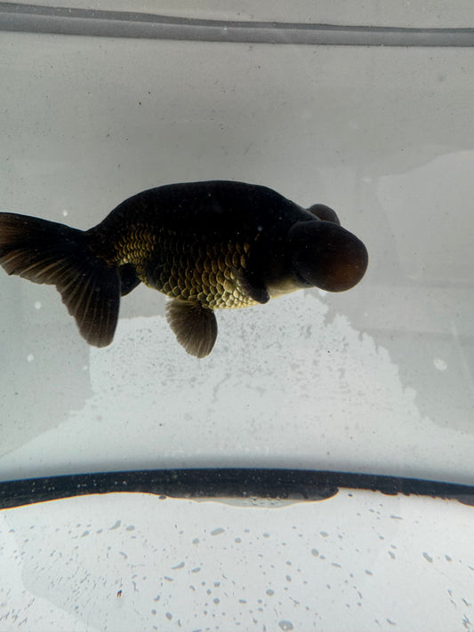 black/bronze bubble eye. WVF1170