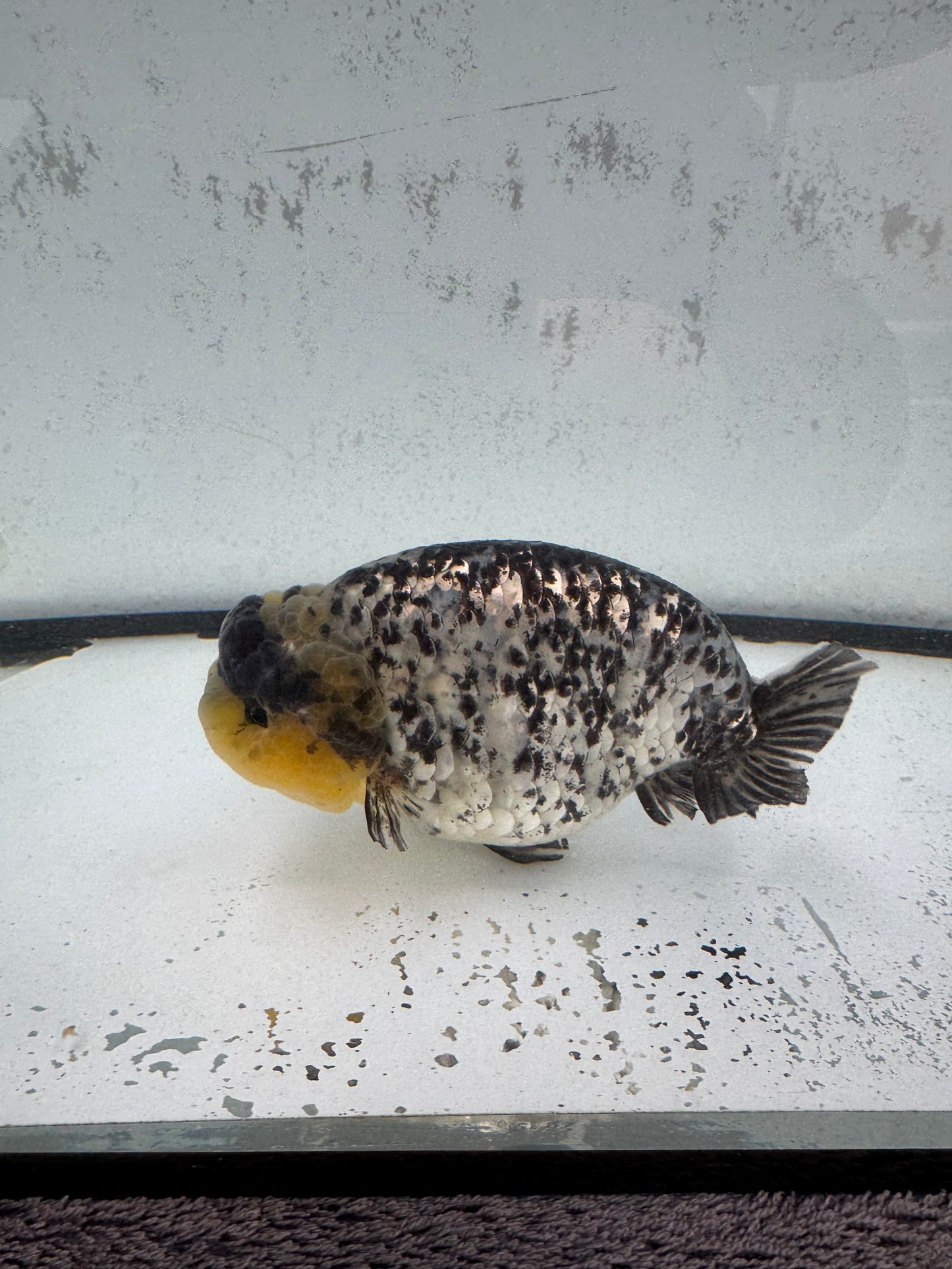 White Tiger Ranchu. WVF594
