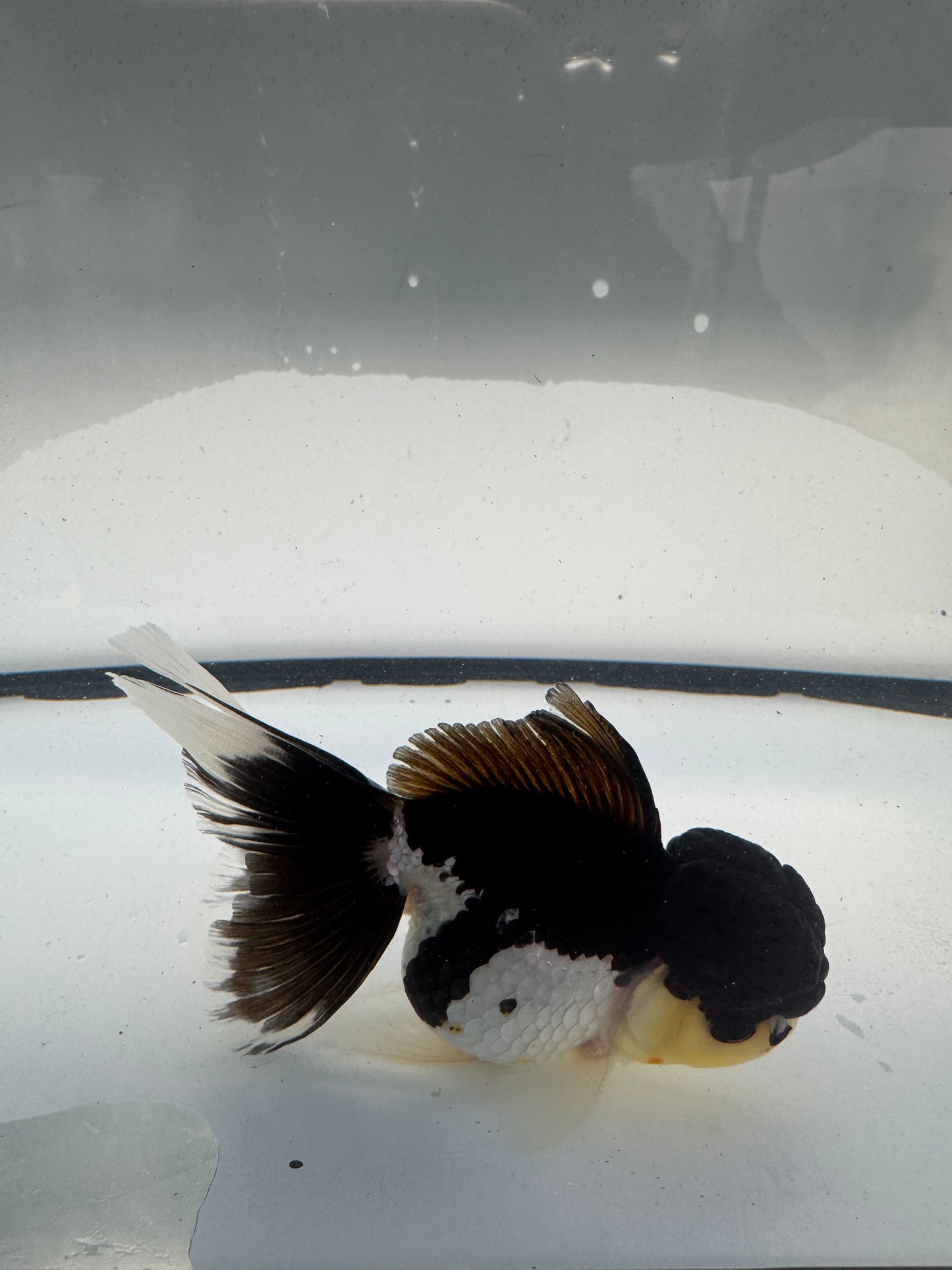 Panda Oranda. WVF920