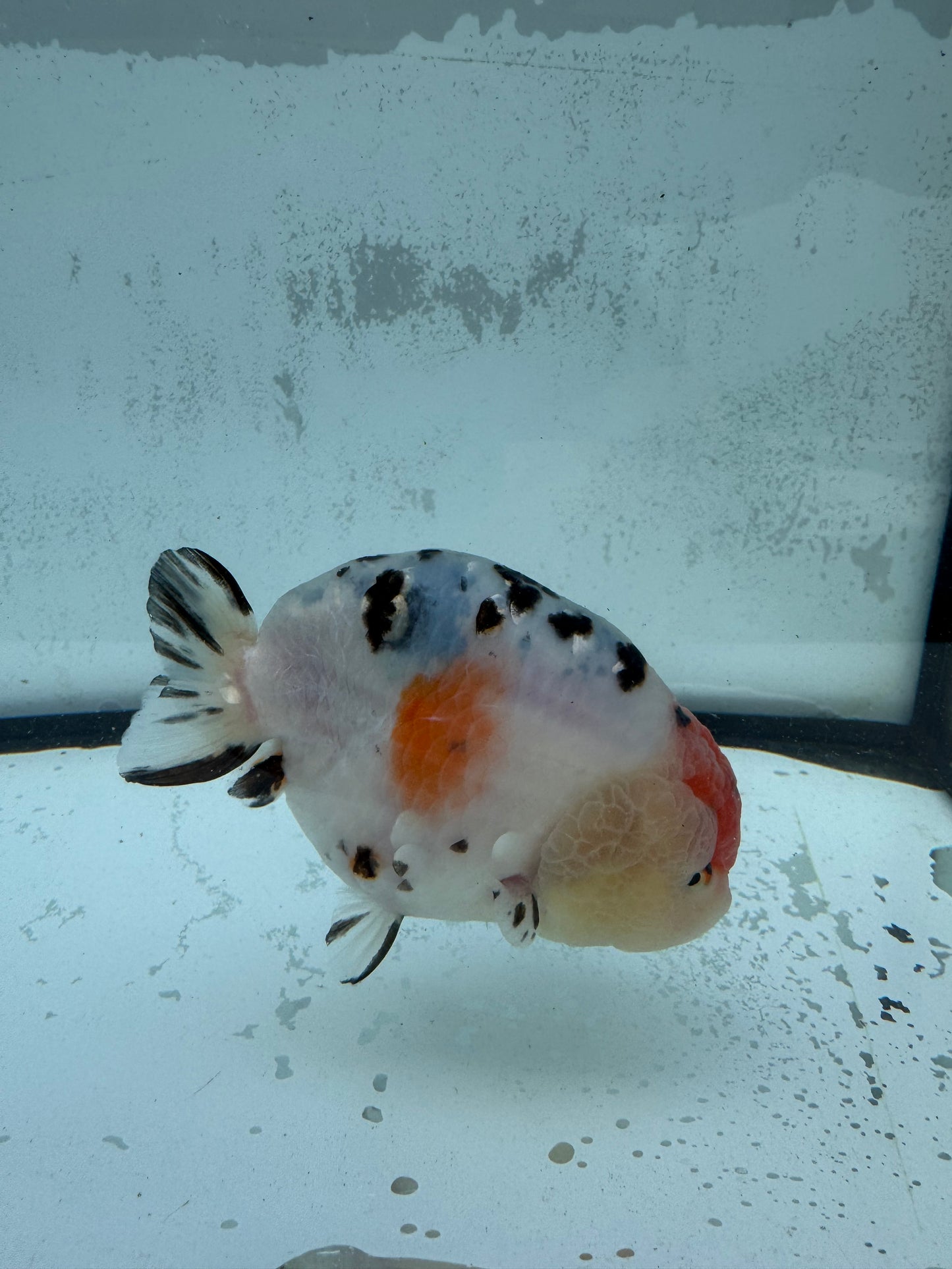 Calico Ranchu. WVF438