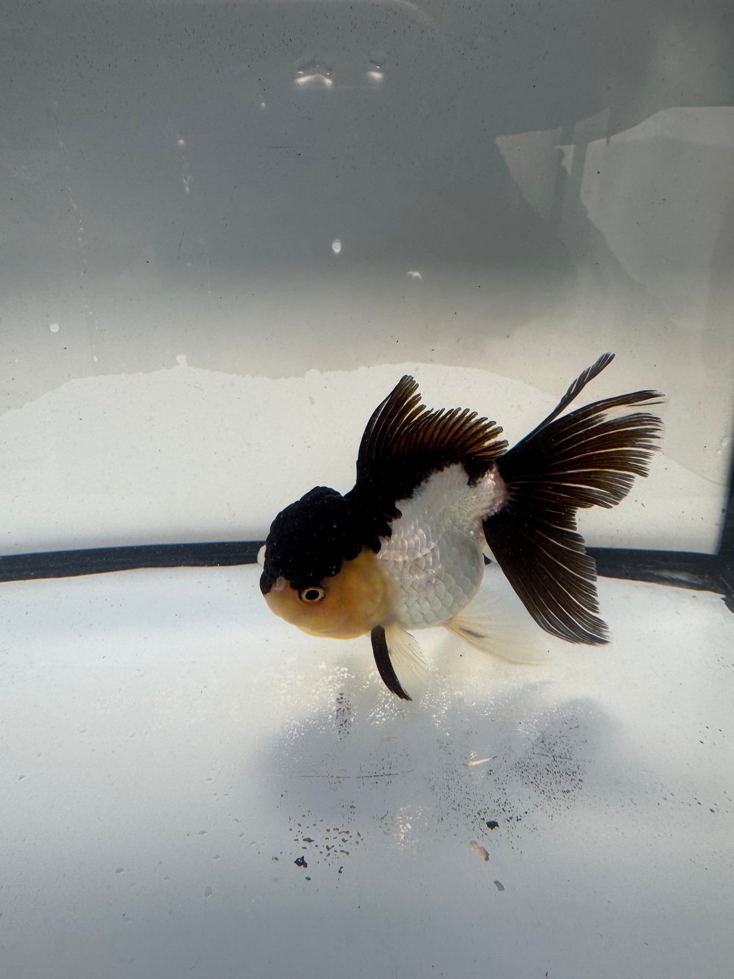 Panda Oranda. WVF917
