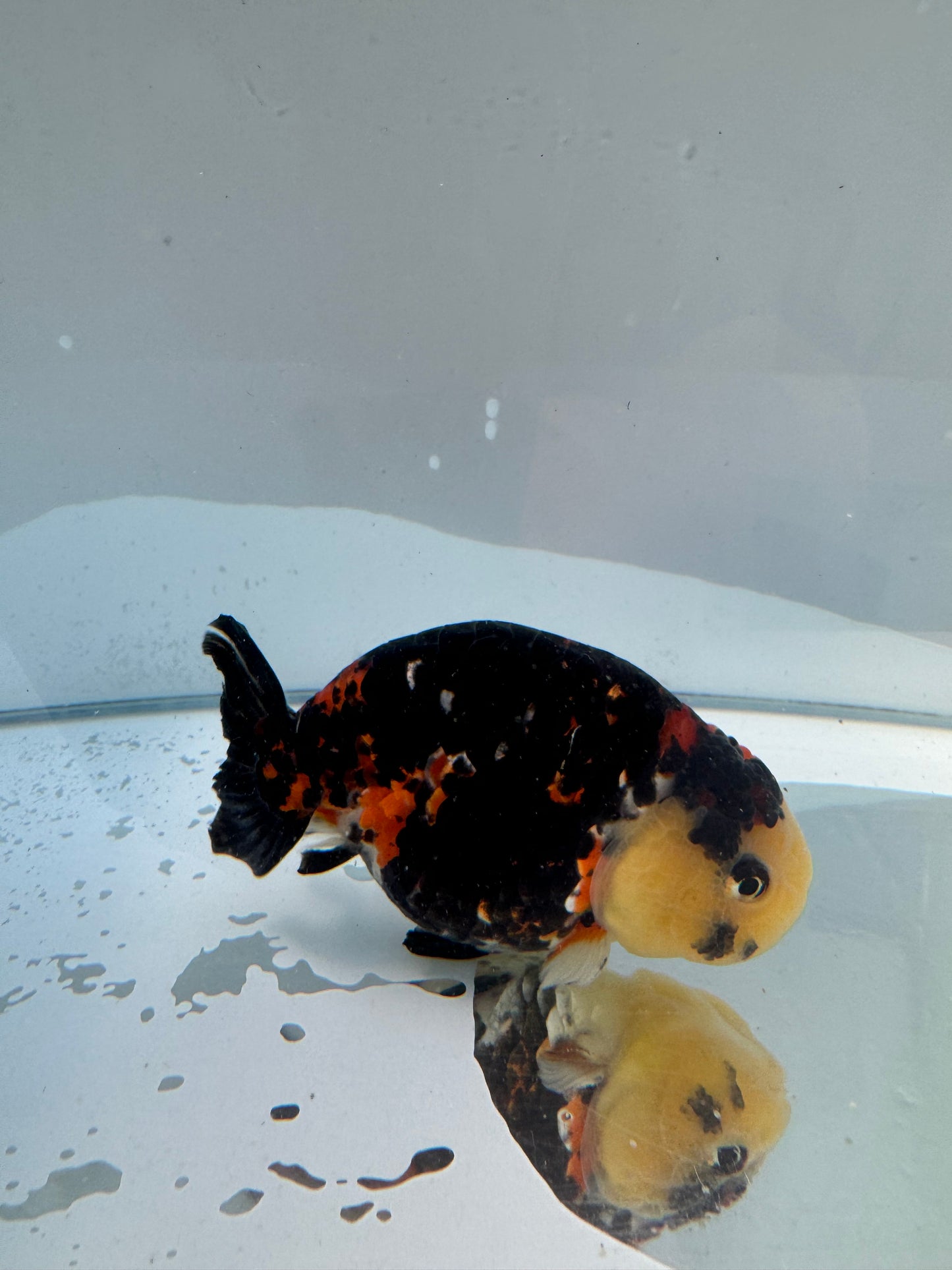 Calico Ranchu.  WVF154