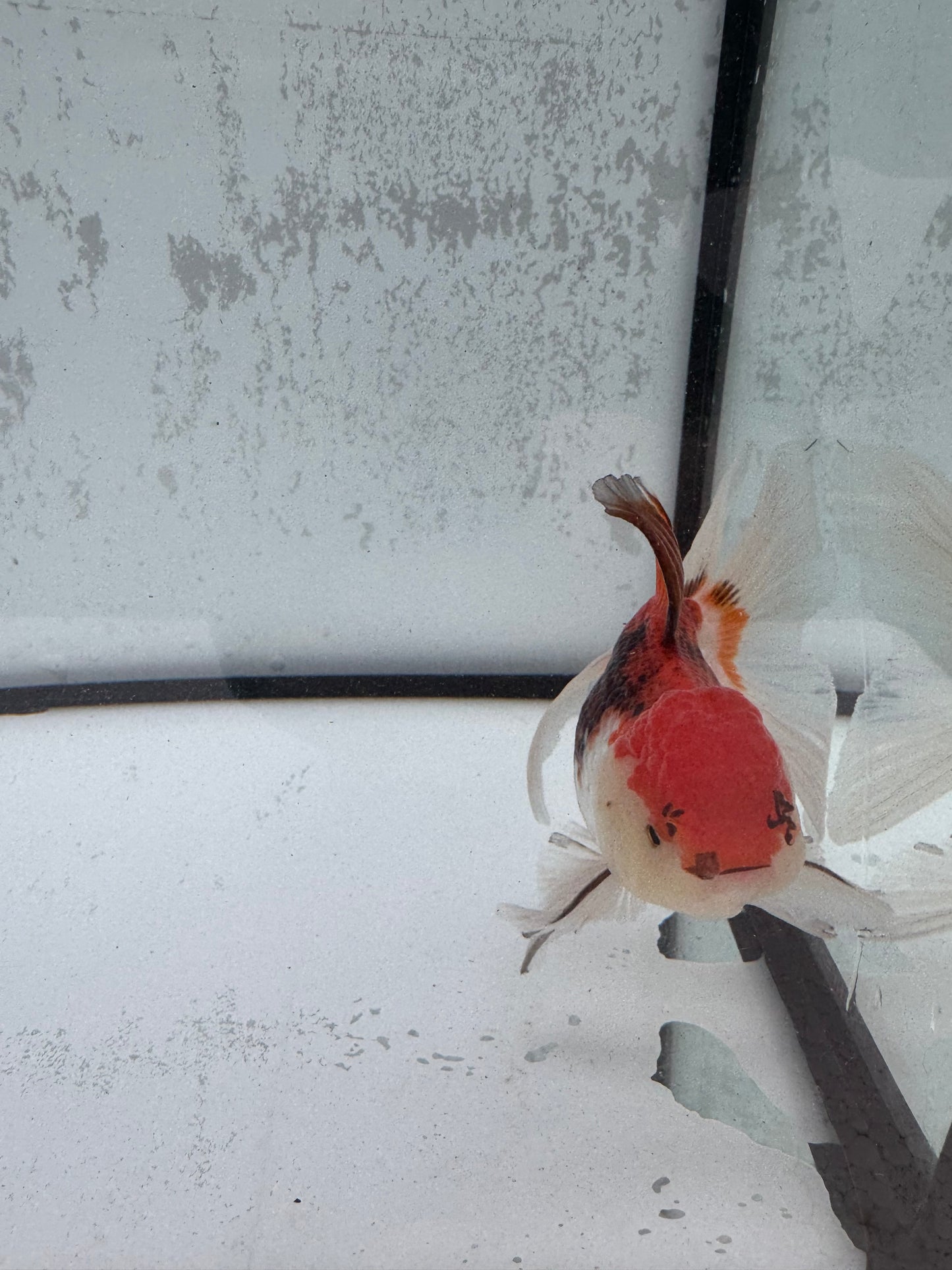 Tricolour Oranda. WVF497