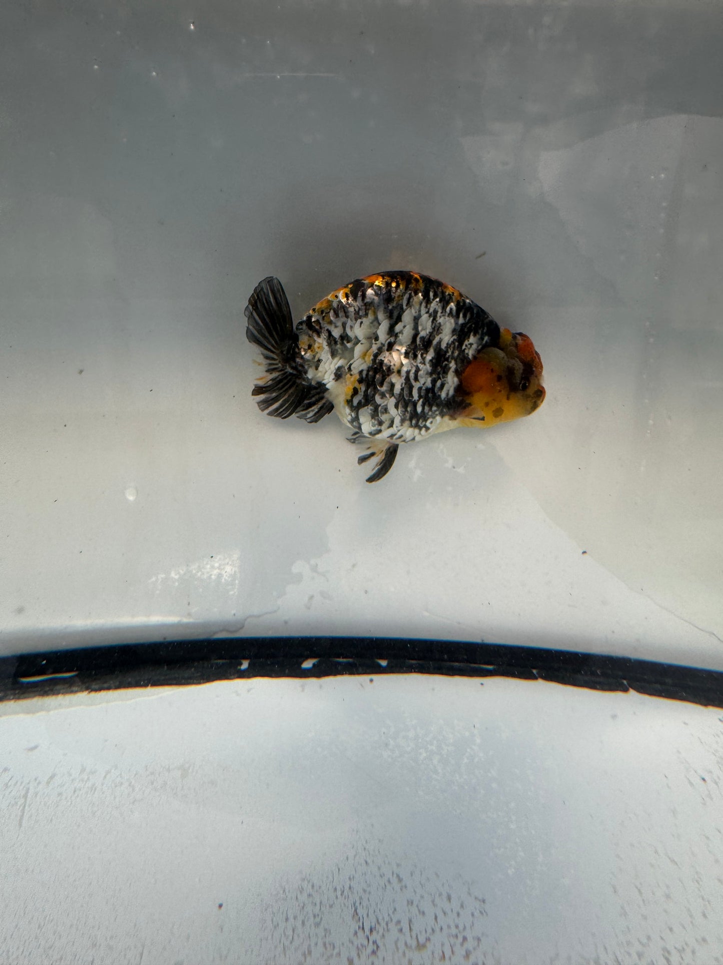 Metalic calico Ranchu. WVF1078