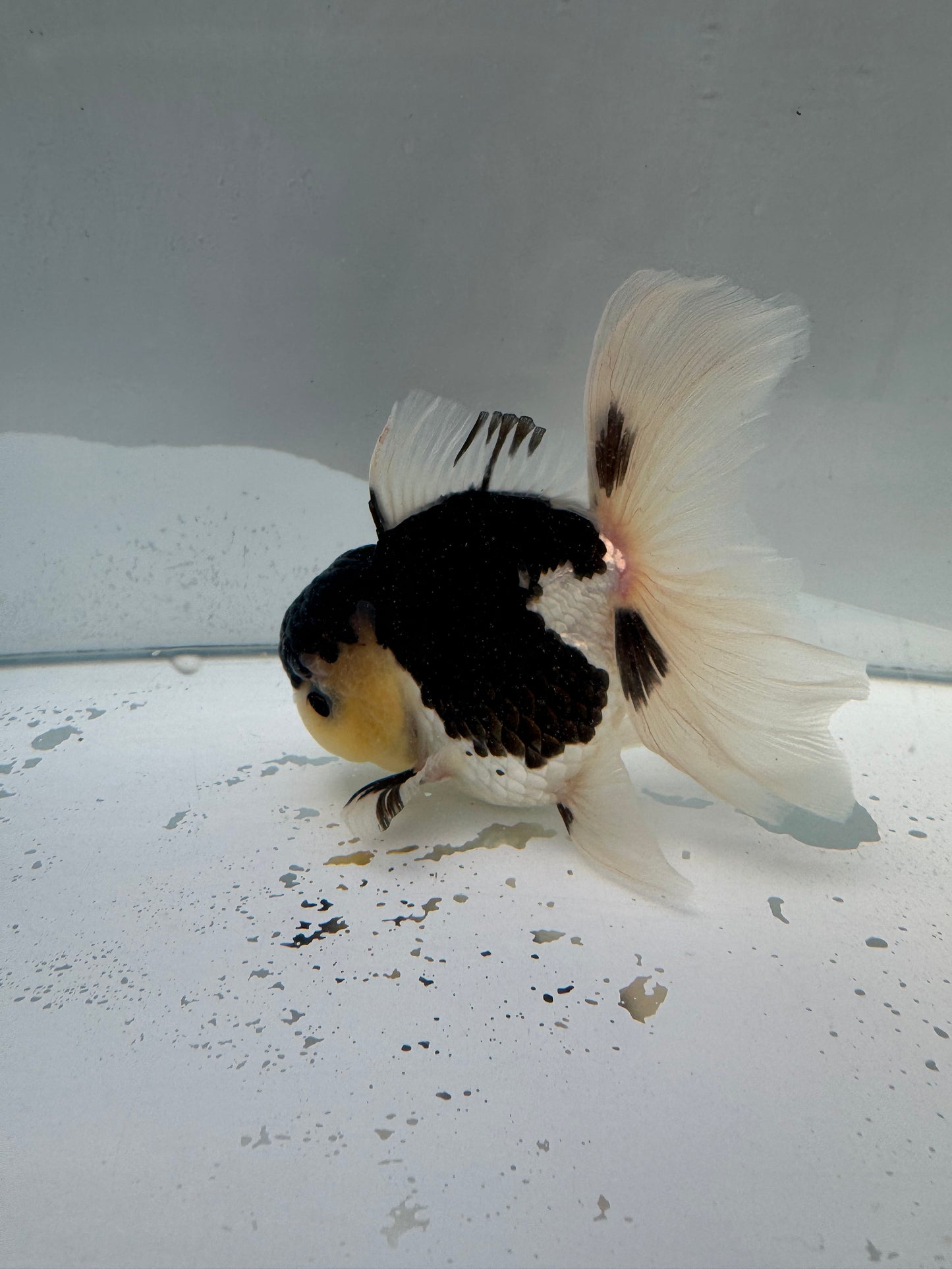 Panda Oranda. WVF022