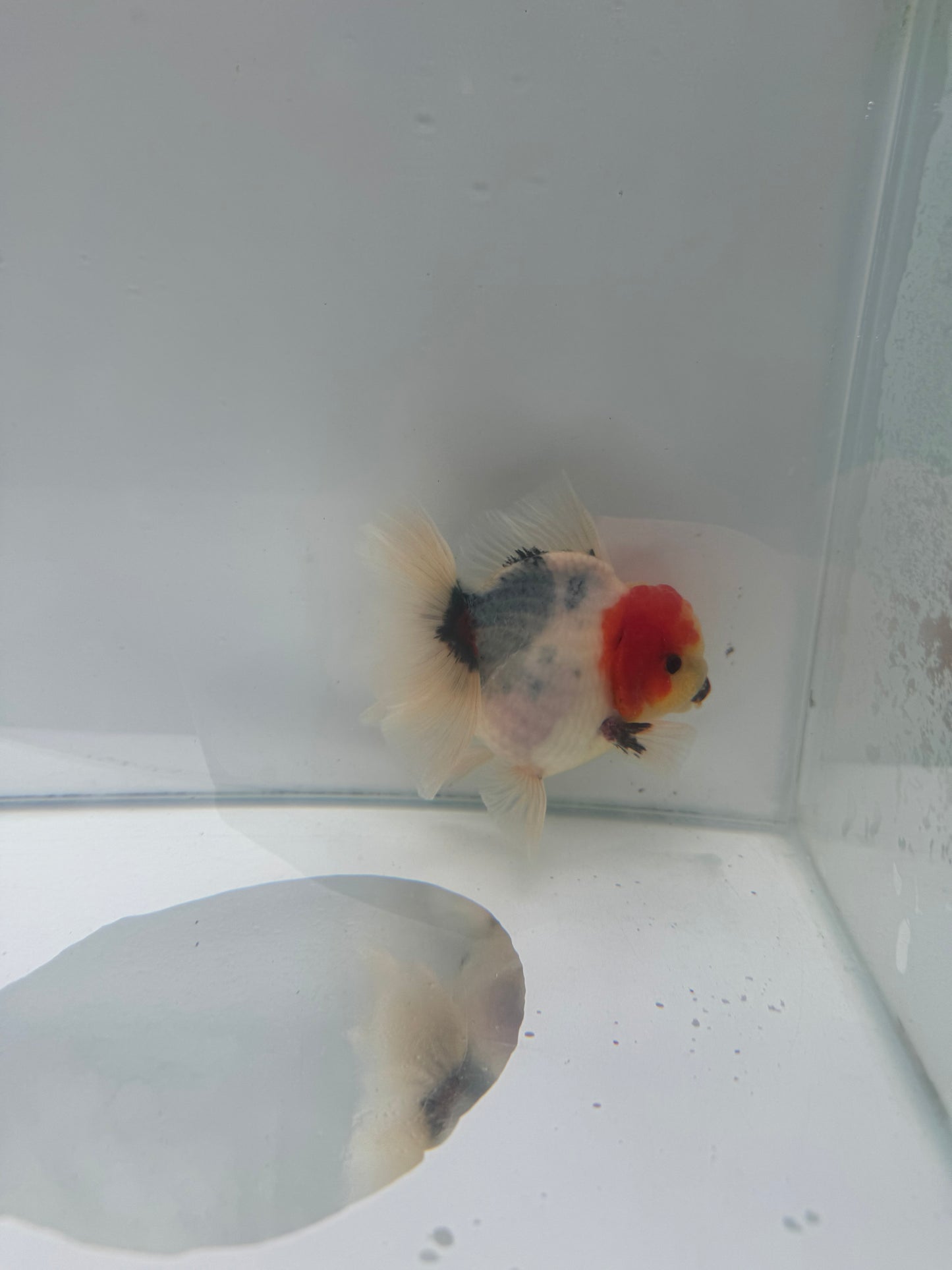 Calico Oranda.  WVF077