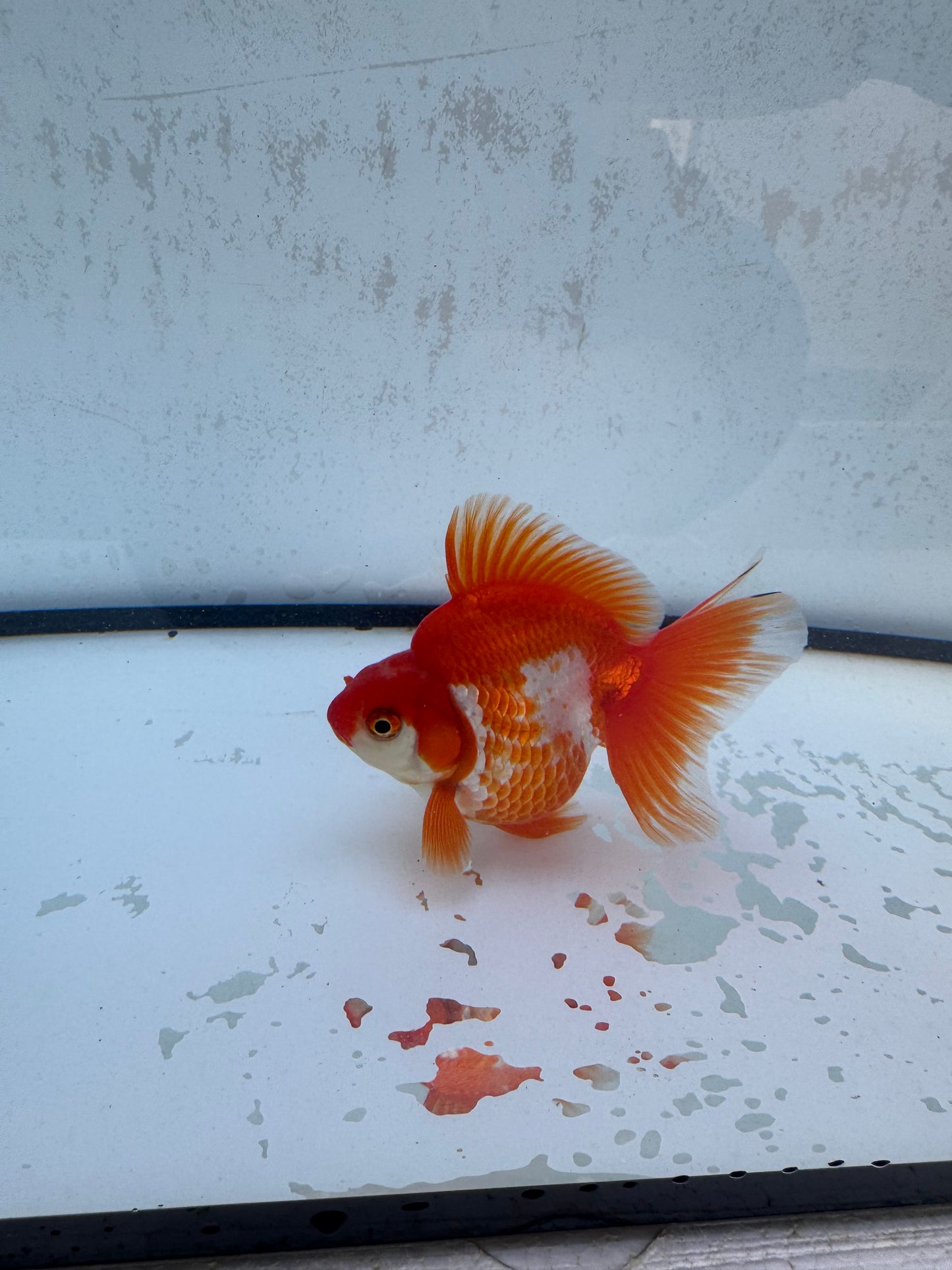 Red&white Broadtail Ryukin. WVF563