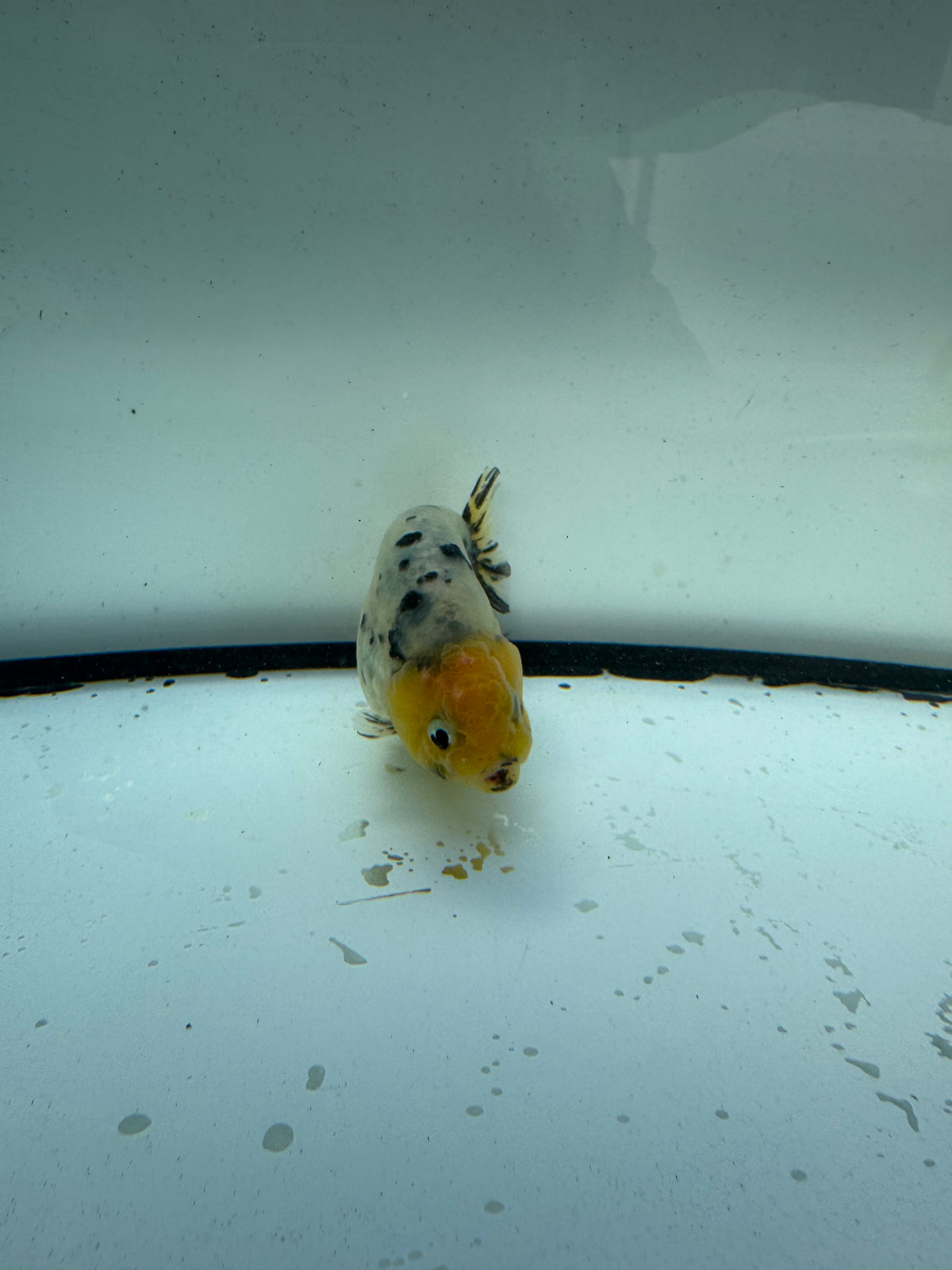 White tiger ranchu. WVF1189