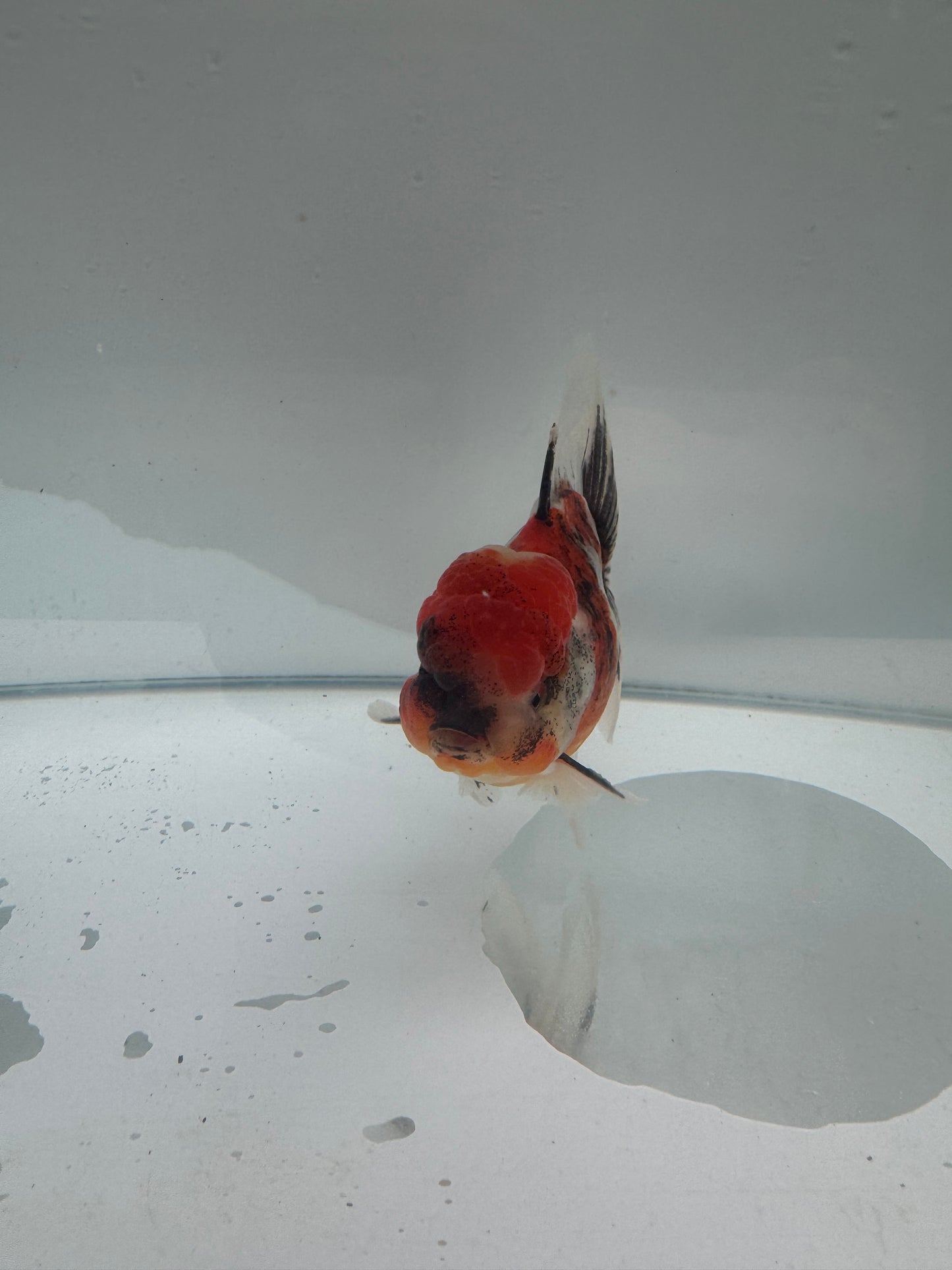 Calico Oranda.  WVF074