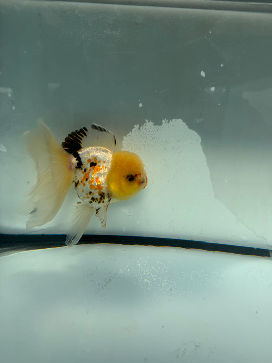 Tricolour Oranda. WVF1069