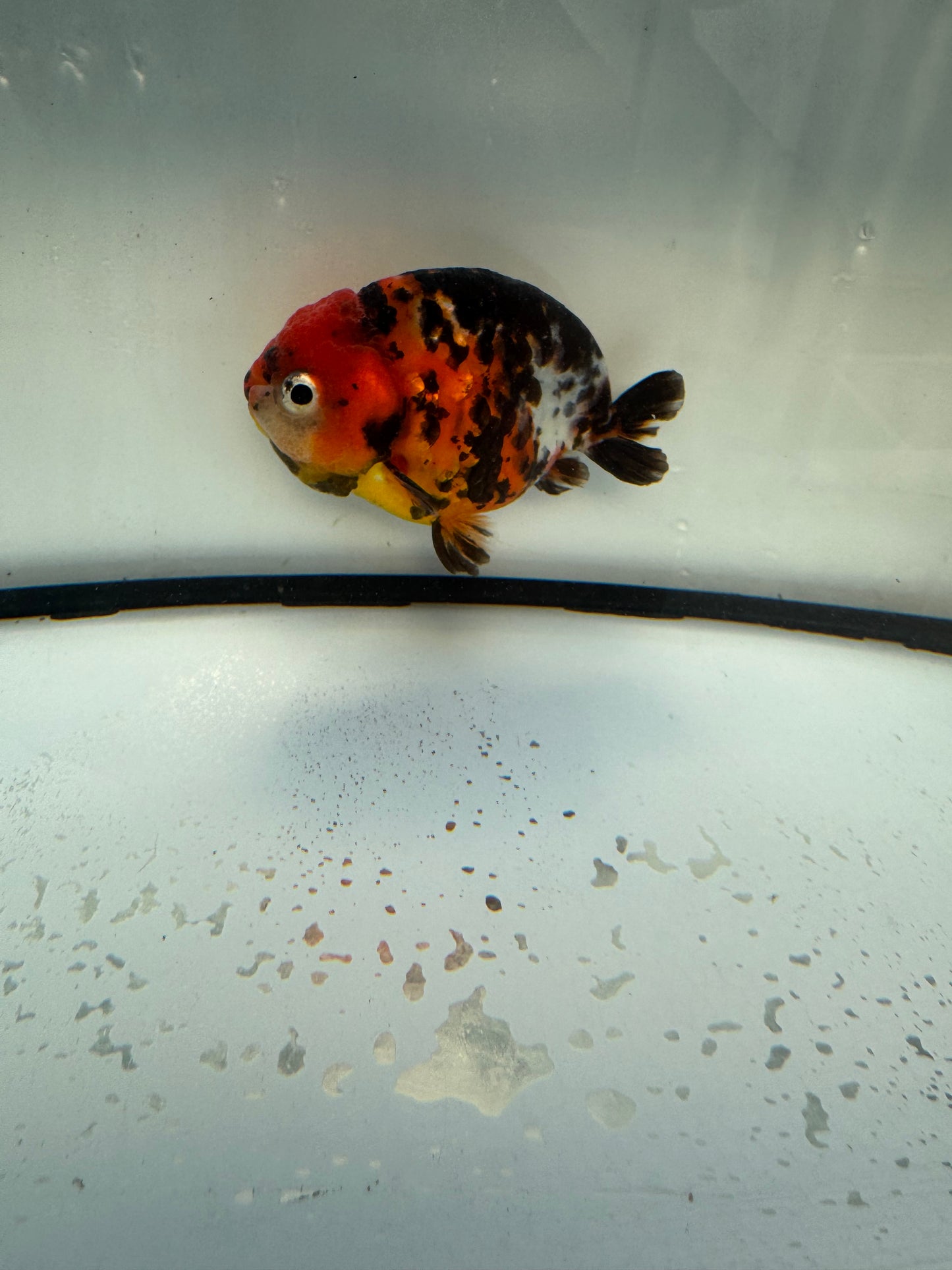 Calico Ranchu. WVF1101